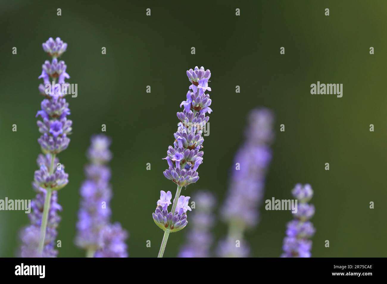 Fleur de lavande, plante aromatique et saine Banque D'Images
