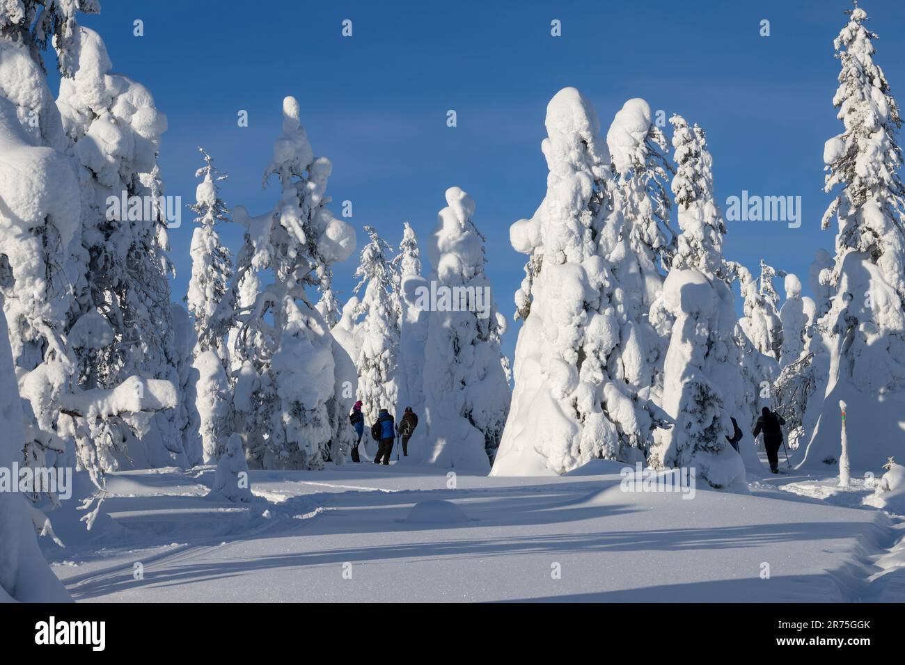Épinettes enneigées dans le parc national de Riisitunturi, Laponie, Finlande, Europe Banque D'Images