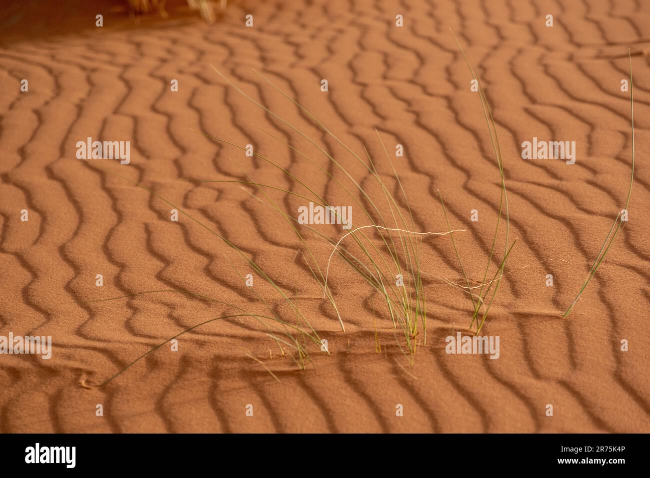 Motif de sable pittoresque sur une dune du désert, tiré du vent, Maroc Banque D'Images