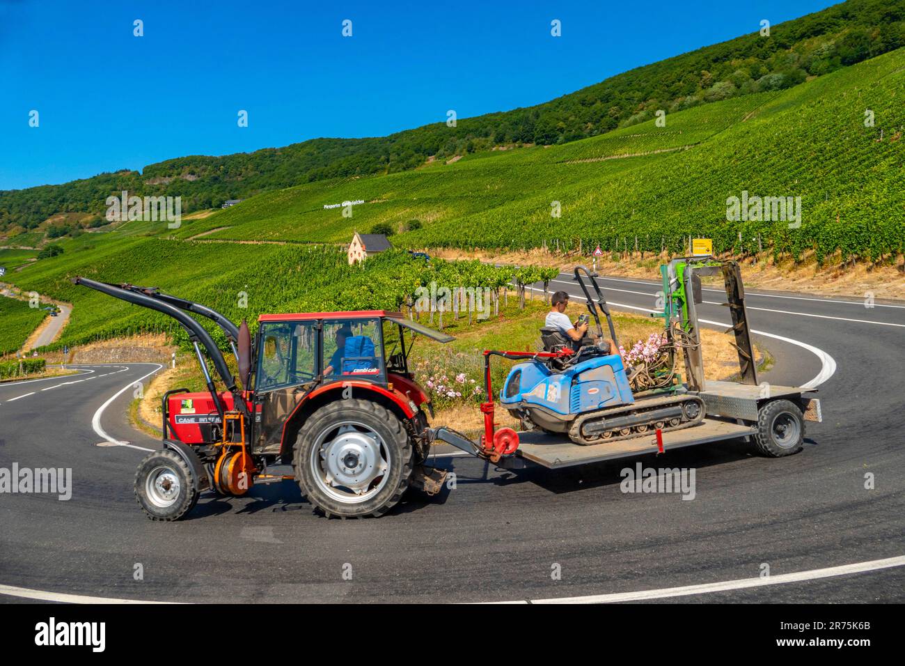 Vignoble Piesporter Goldtröpfchen, Piesport, Mosel, Vallée de la Moselle, Rhénanie-Palatinat, Allemagne Banque D'Images