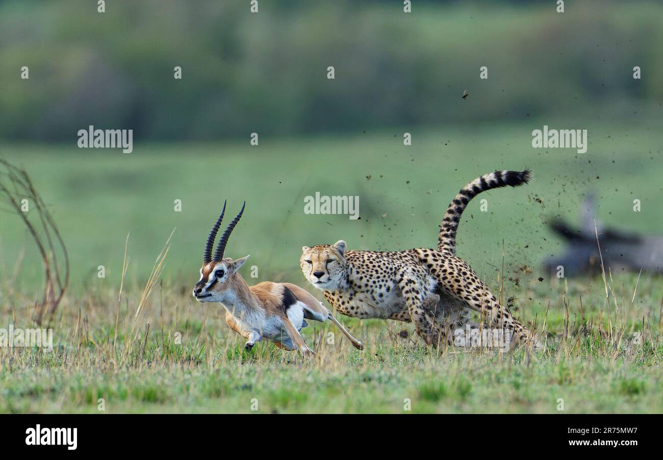 Cheetah (Acinonyx jubatus) chase un vieux buck gazelle de Thomson, Massai-Mara Game Reserve, Kenya. Banque D'Images