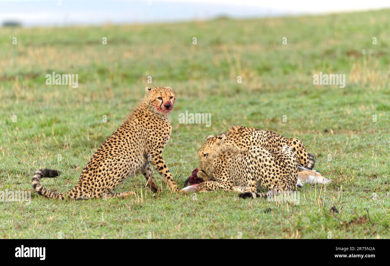 Cheetah (Acinonyx jubatus) et ses trois petits ont capturé un vieux buck gazelle de Thomson, Massai-Mara Game Reserve, Kenya. Banque D'Images