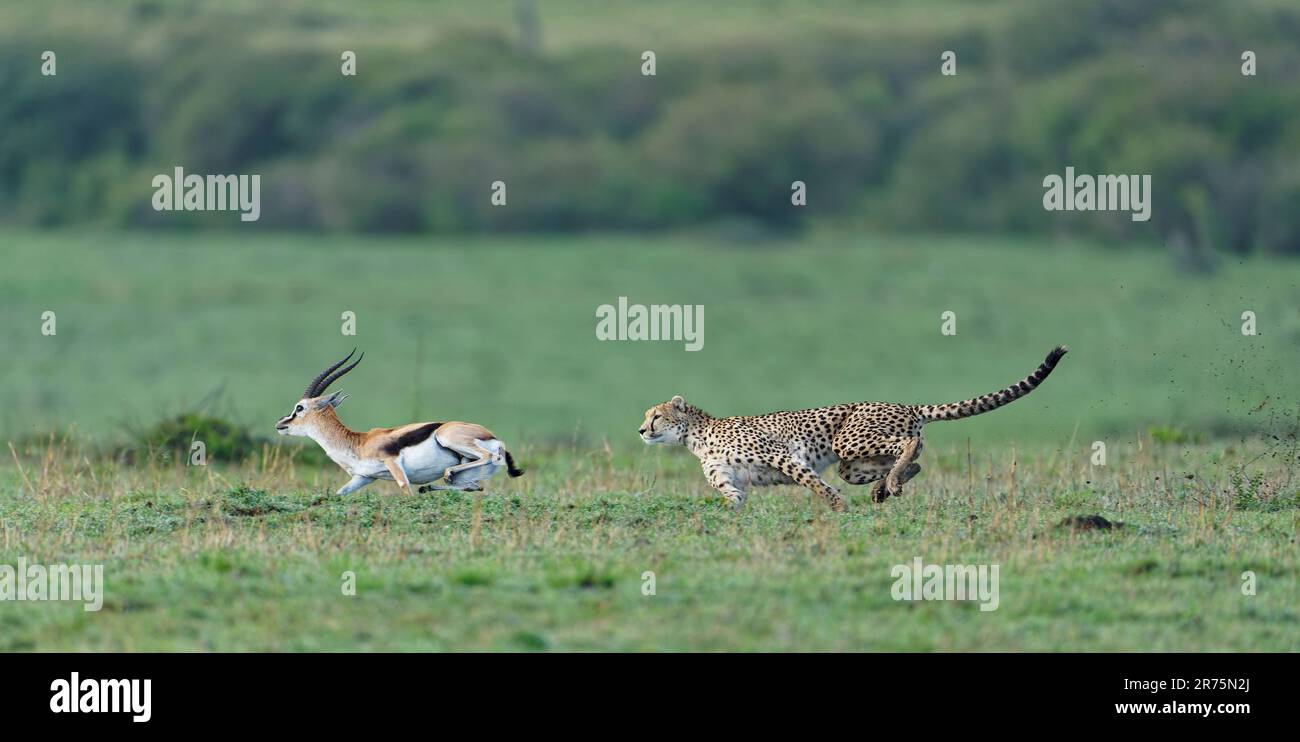 Cheetah (Acinonyx jubatus) chase un vieux buck gazelle de Thomson, Massai-Mara Game Reserve, Kenya. Banque D'Images