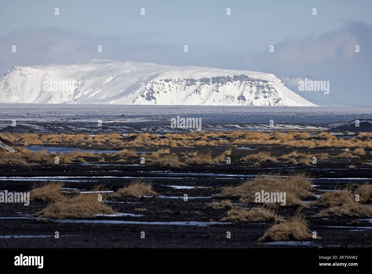 Un champ de lave surcultivé avec des herbes dans le sud de l'Islande Banque D'Images