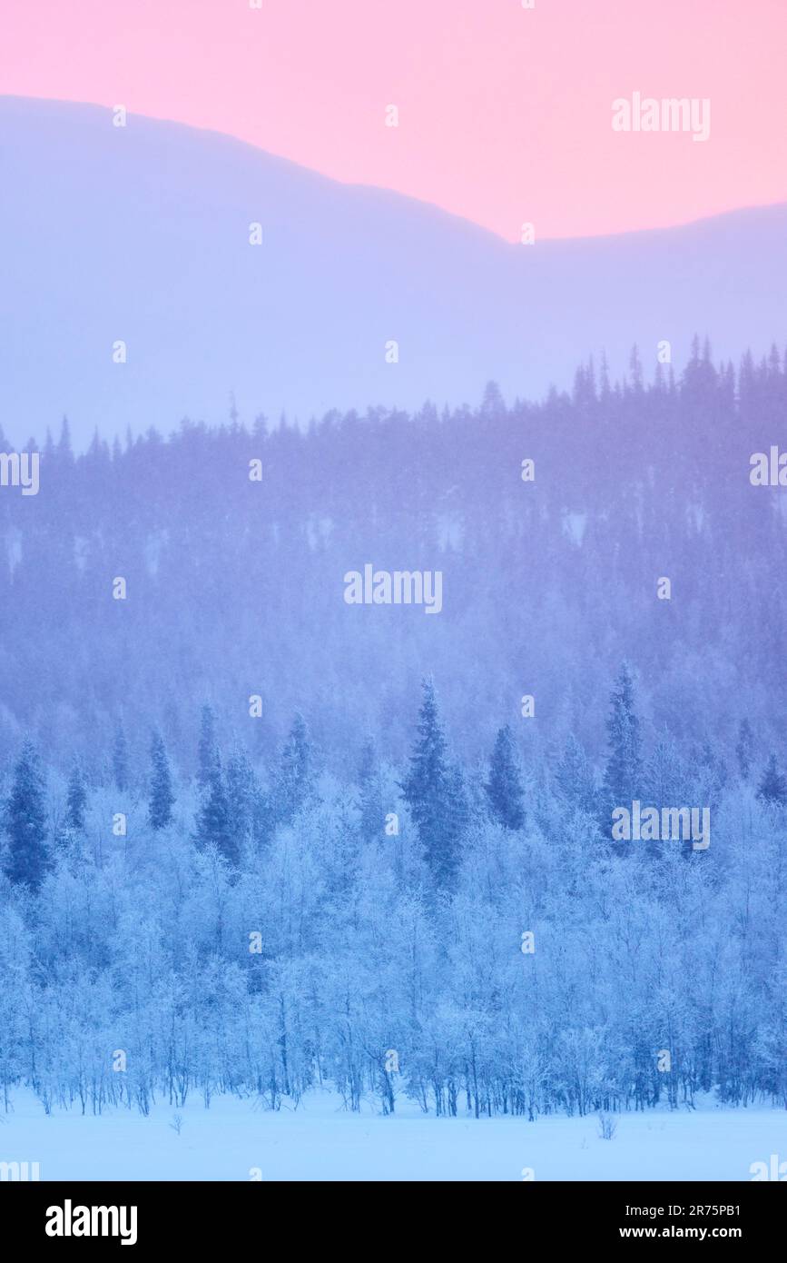 Finlande, Laponie, paysage, hiver, lumière du soir Banque D'Images