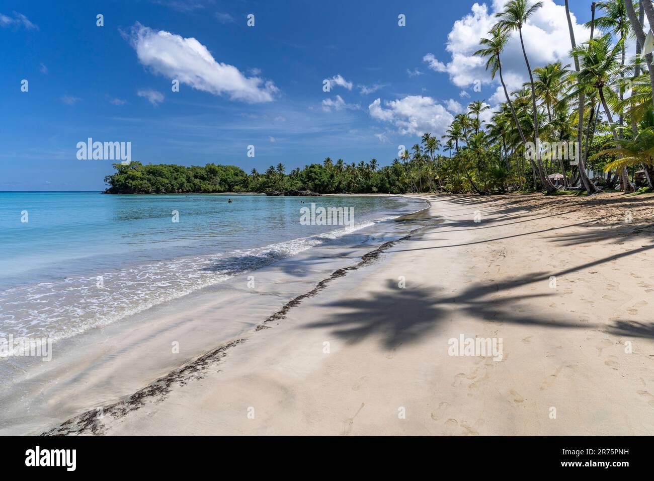 Amérique du Nord, Caraïbes, Grande Antilles, Île d'Hispaniola, République dominicaine, Province de SAMA, péninsule de Sama, Las Terrenas, fond de palmiers à Playa Bonita Beach Banque D'Images