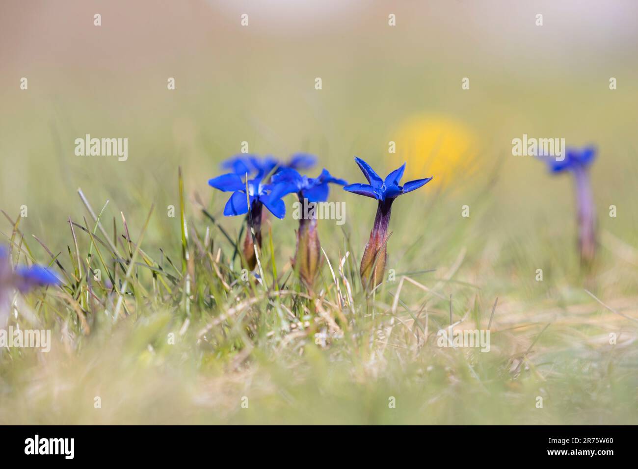 Gentiane de printemps, Gentiana verna dans un pré, gros plan, vue latérale Banque D'Images