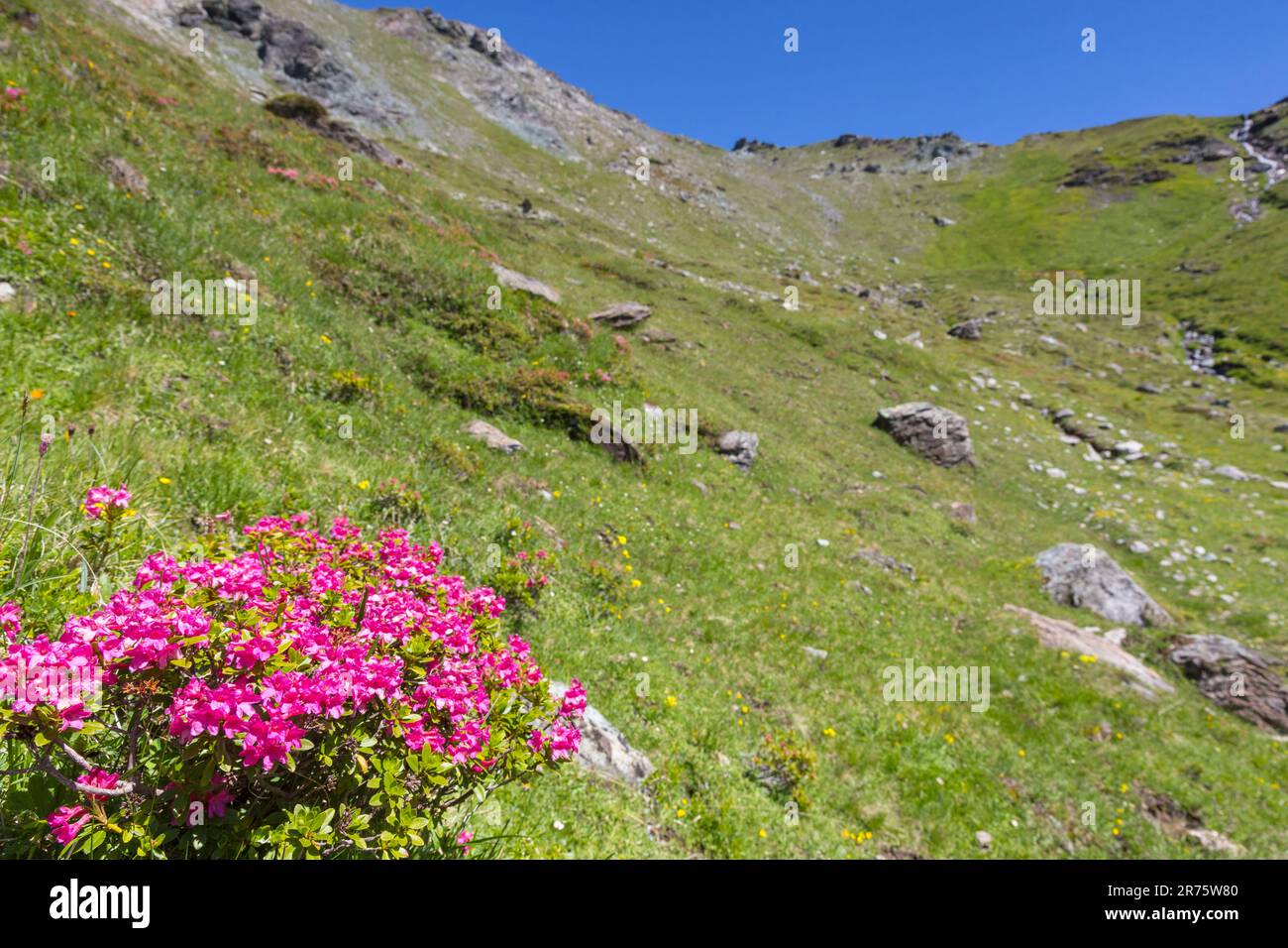 Rose alpine à feuilles rouillées, brousse alpine, Rhododendron ferrugineum, vivace en premier plan devant la prairie alpine pierreuse Banque D'Images