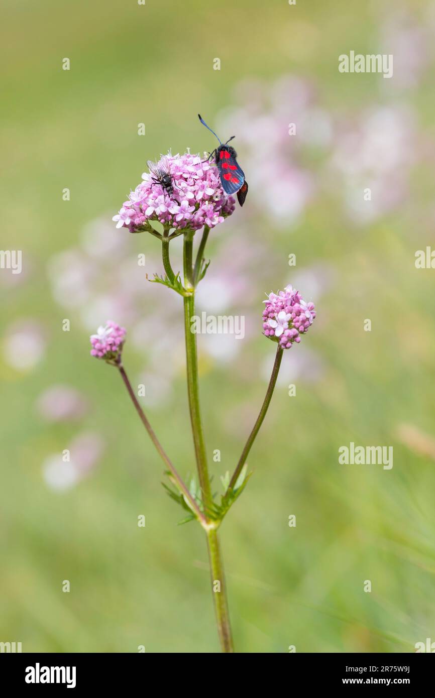 burnett à six points, souche variable de burnett, Zygaena filipendulae sur yarrow Banque D'Images