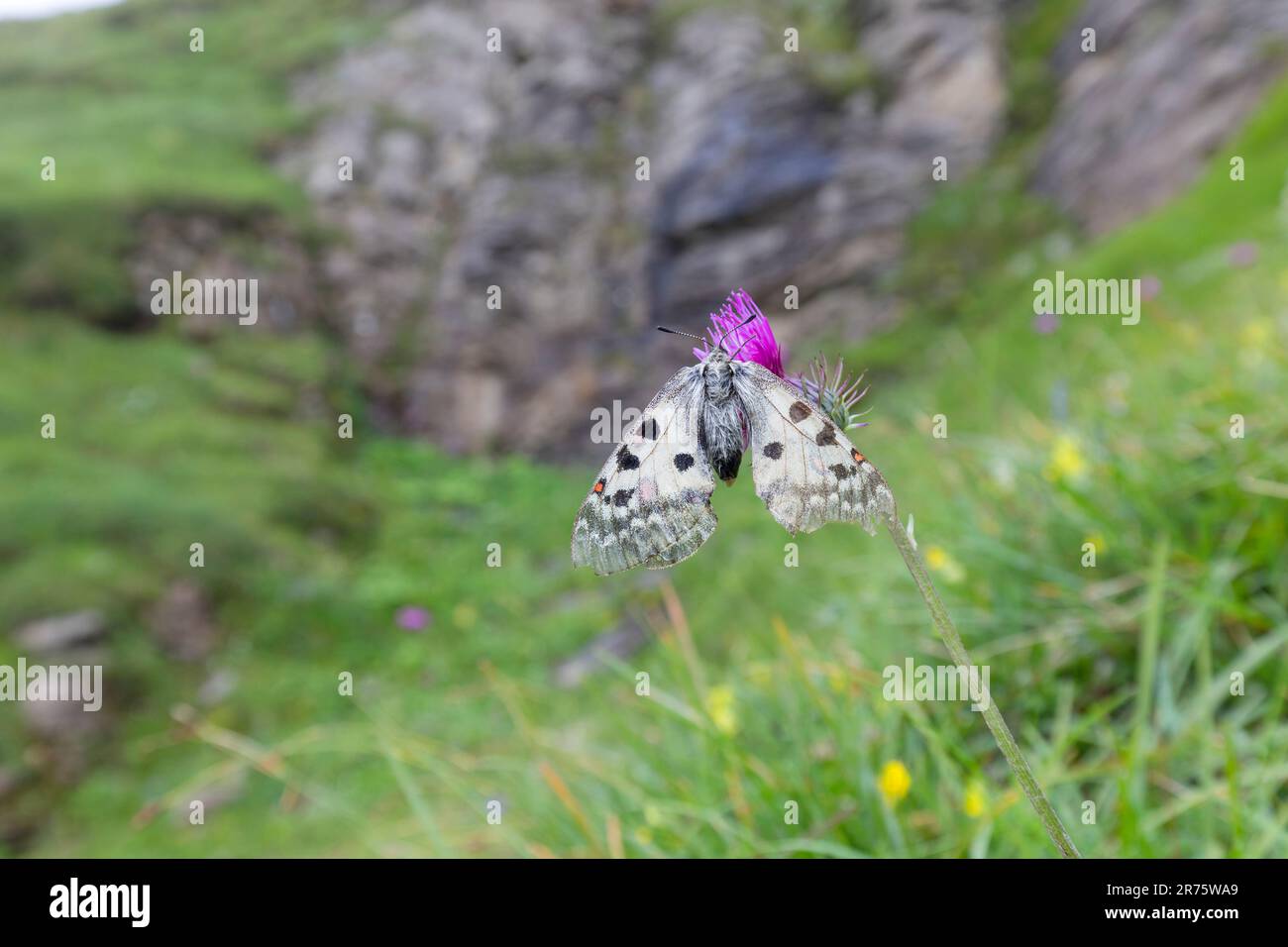 Apollon alpin, Parnassius phoebus sur chardon, vue dorsale, grand angle Banque D'Images