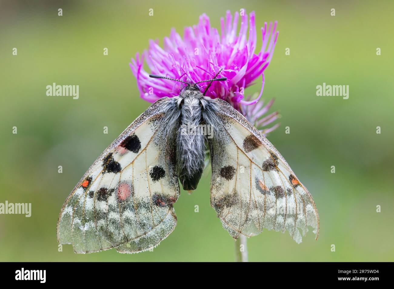 apollon de haute montagne, Parnassius phoebus sur chardon, gros plan, vue dorsale Banque D'Images