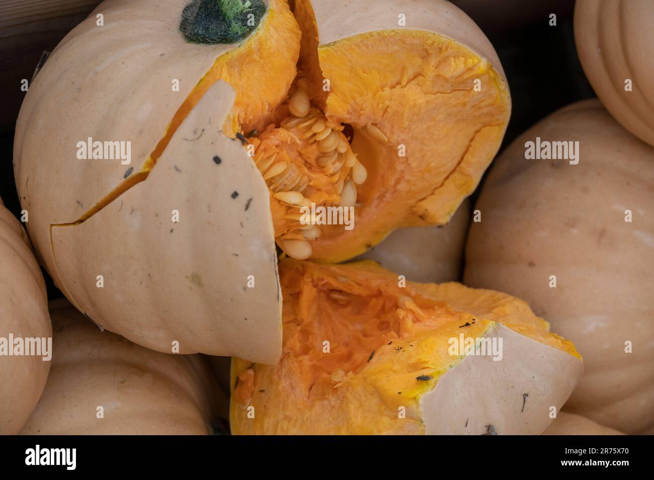 Italie, Trentin - Haut-Adige, Haut-Adige - Tyrol du Sud, jardin, famille de citrouilles, citrouilles (Cucurbita), citrouille muscat, citrouille comestible Banque D'Images