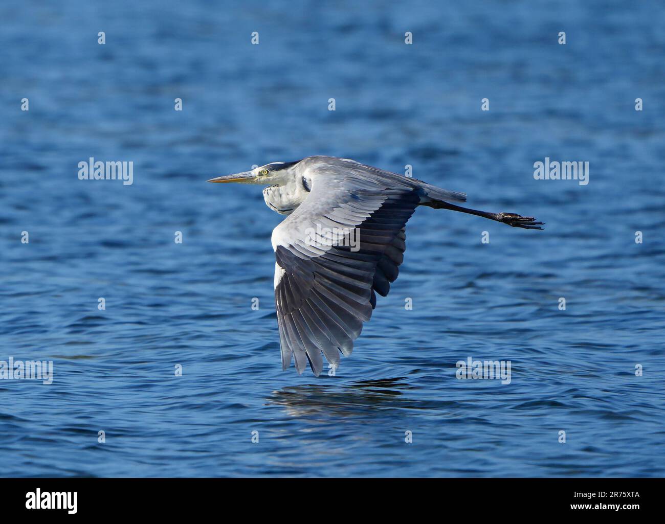 Héron gris (Ardea cinerea), lagune de la rivière Bot, Overberg, Afrique du Sud, Banque D'Images