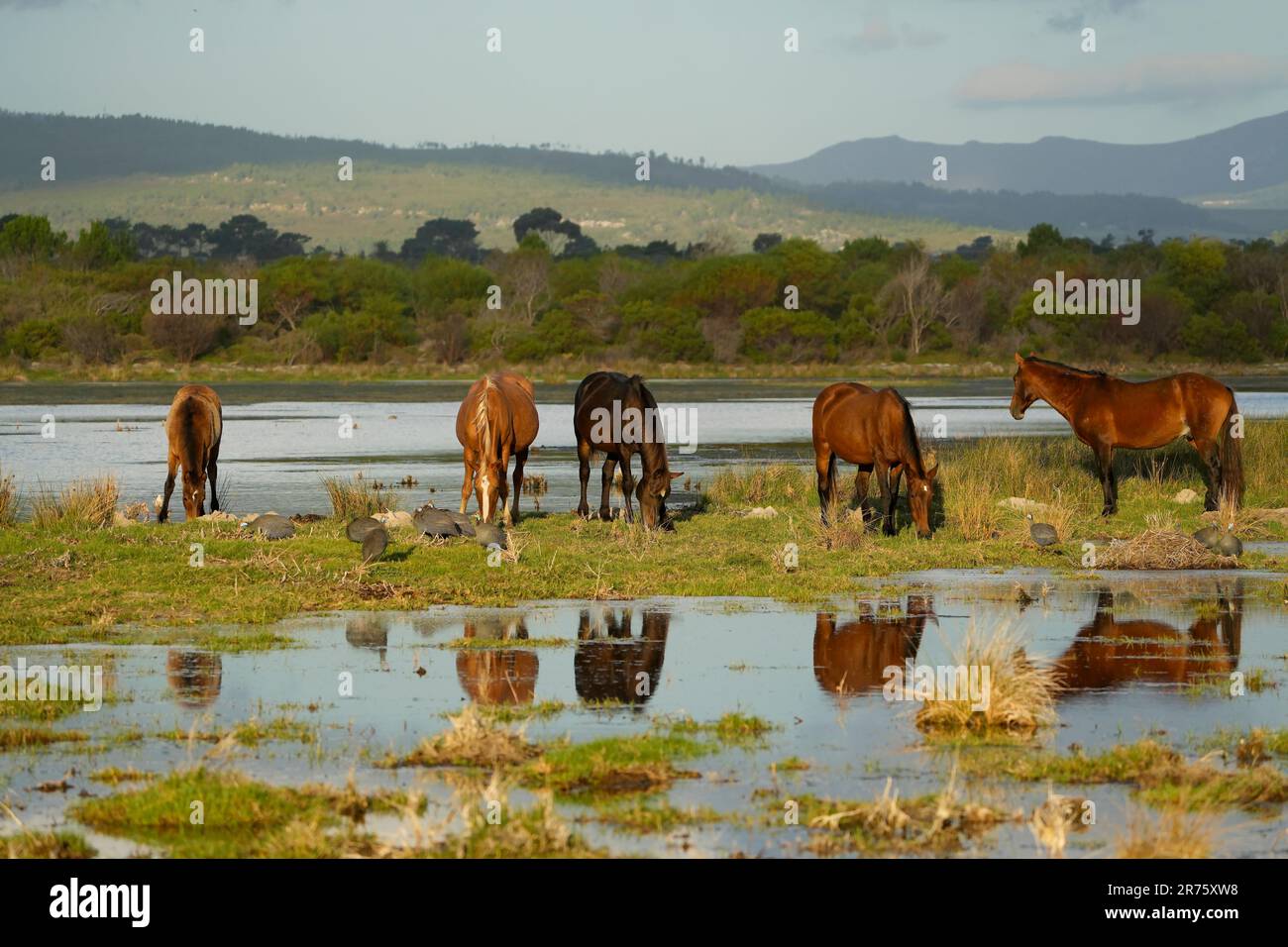 Chevaux sauvages (sauvages), marécages de Bot River, Overberg, Afrique du Sud, Banque D'Images
