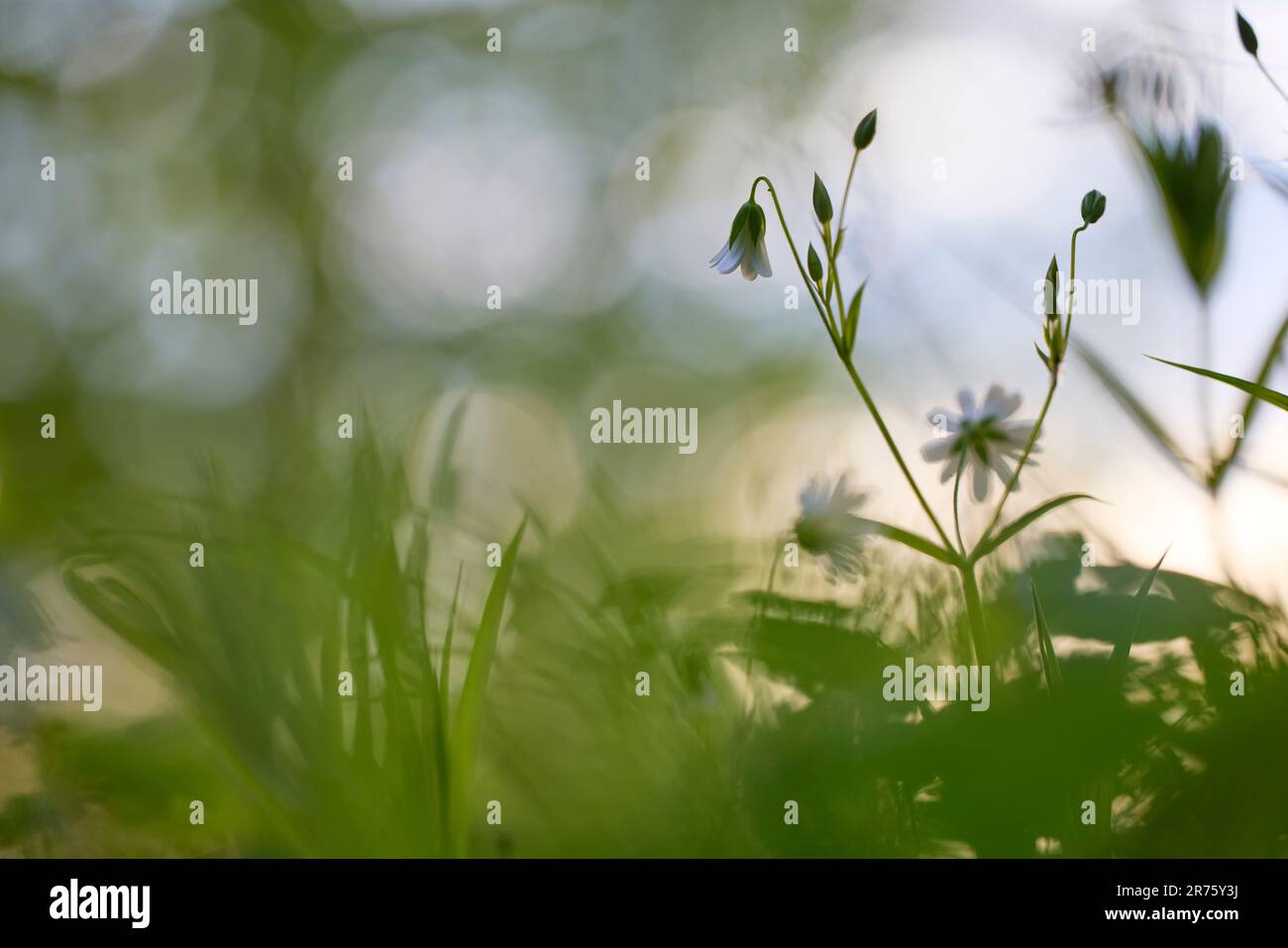 Mauvaise herbe, fleur, forêt Banque D'Images