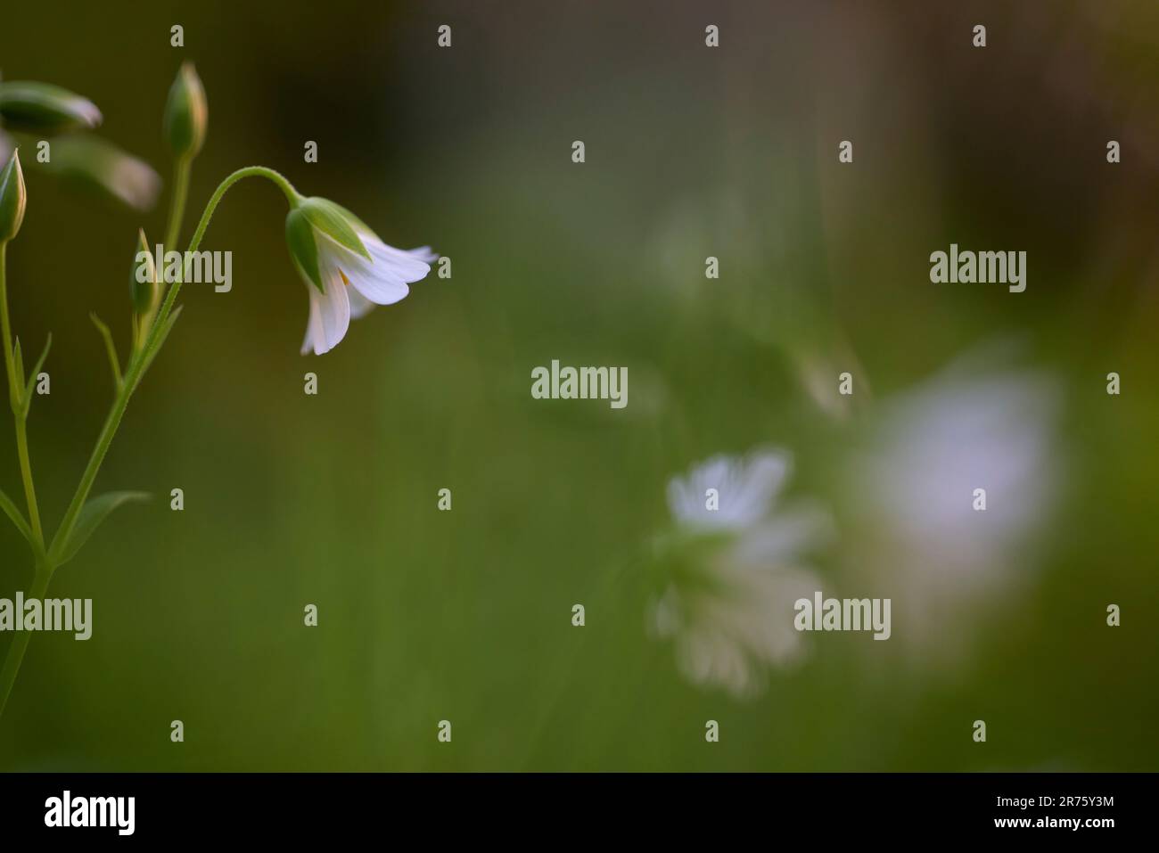 Mauvaise herbe, fleur, forêt Banque D'Images