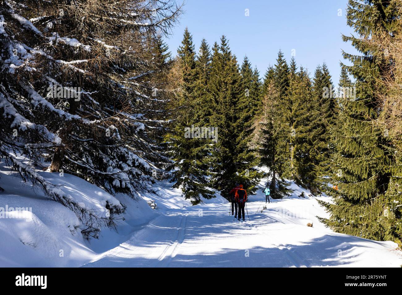 Europe, Pologne, Basse-Silésie, montagnes Izerskie, sentier de montagne à Wysoka KOPA Banque D'Images