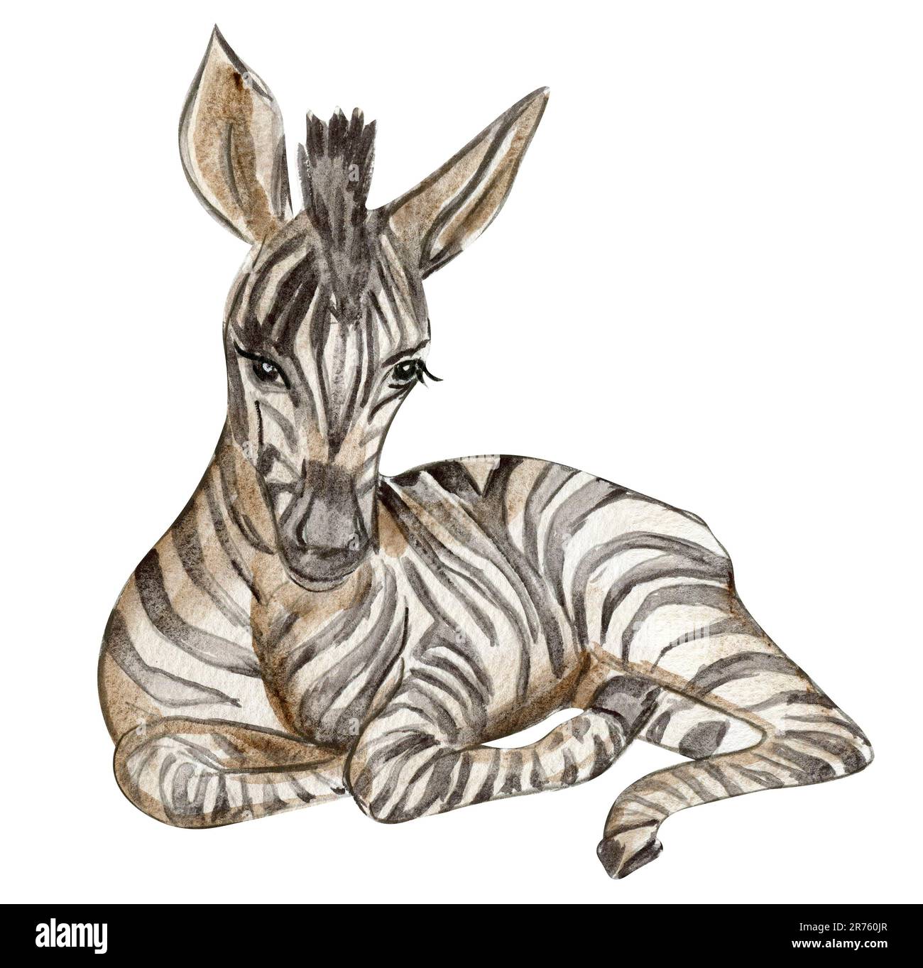 Illustration Zebra, Waterrcolor animal tropical dessiné à la main . Design pour fête de douche de bébé, anniversaire, gâteau, motif de fête de Noël, carte de voeux Banque D'Images