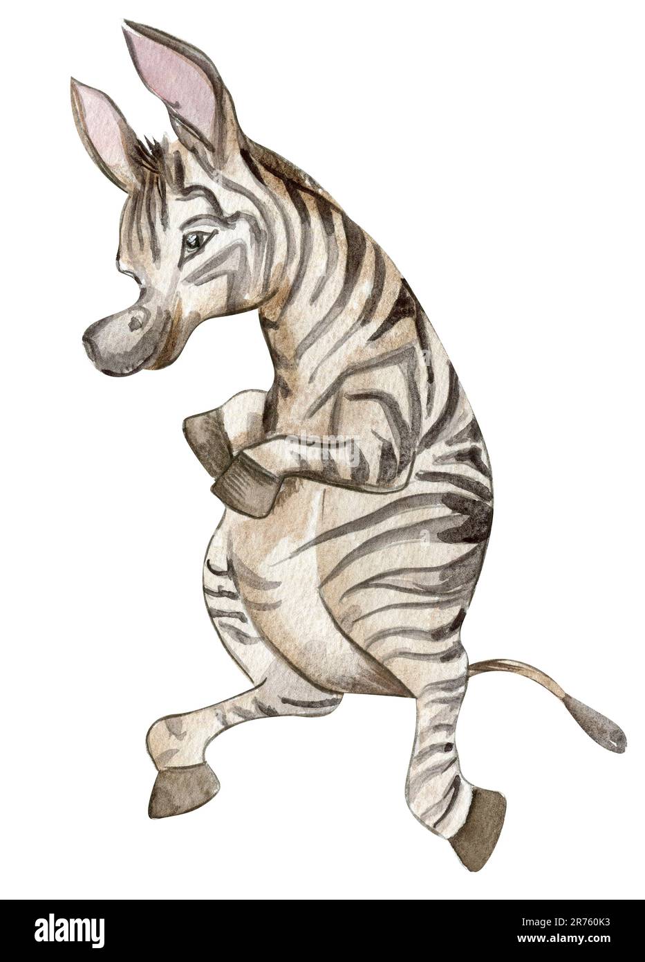 Illustration Zebra, Waterrcolor animal tropical dessiné à la main . Design pour fête de douche de bébé, anniversaire, gâteau, motif de fête de Noël, carte de voeux Banque D'Images