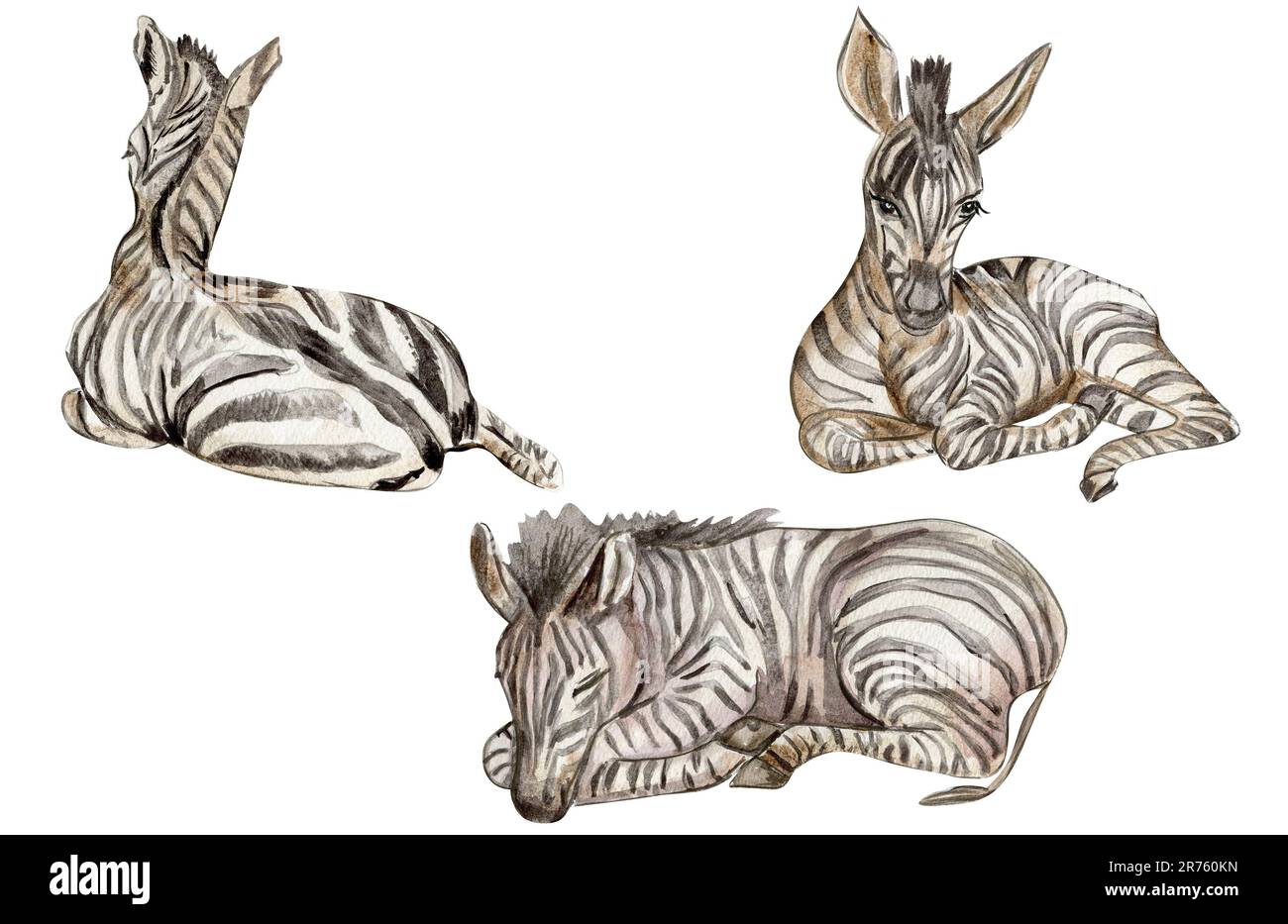 Illustration Zebra, Waterrcolor animal tropical dessiné à la main . Design pour fête de douche de bébé, anniversaire, gâteau, motif de fête de Noël, carte de voeux Banque D'Images