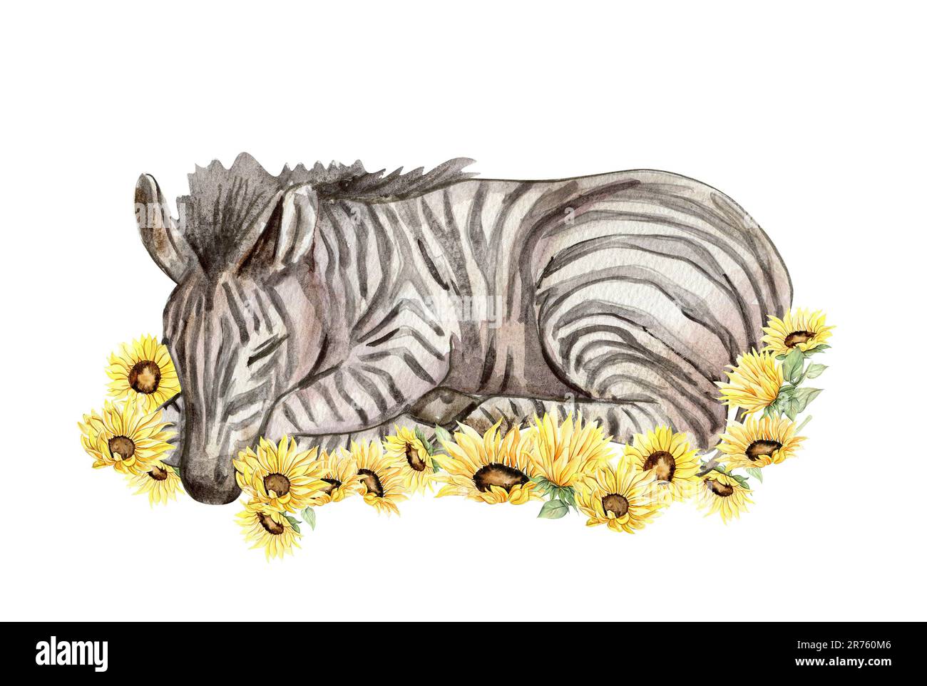 Composition Zebra . Waterrcolor animal tropical dessiné à la main . Design pour fête de douche de bébé, anniversaire, gâteau, motif de fête de Noël, carte de voeux Banque D'Images