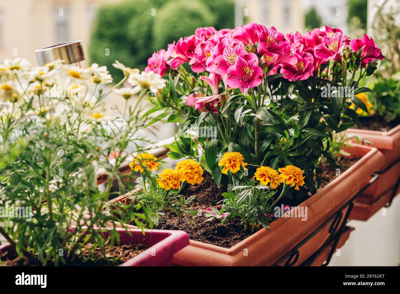 Fleurs colorées qui poussent dans des pots sur le balcon Banque D'Images Fleurs colorées qui poussent dans des pots sur le balcon Banque D'Images