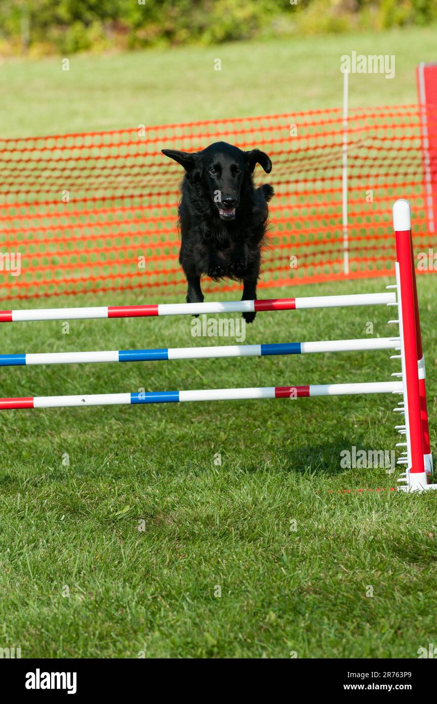 Un retriever à revêtement plat qui saute sur un obstacle lors d'une compétition d'agilité Banque D'Images