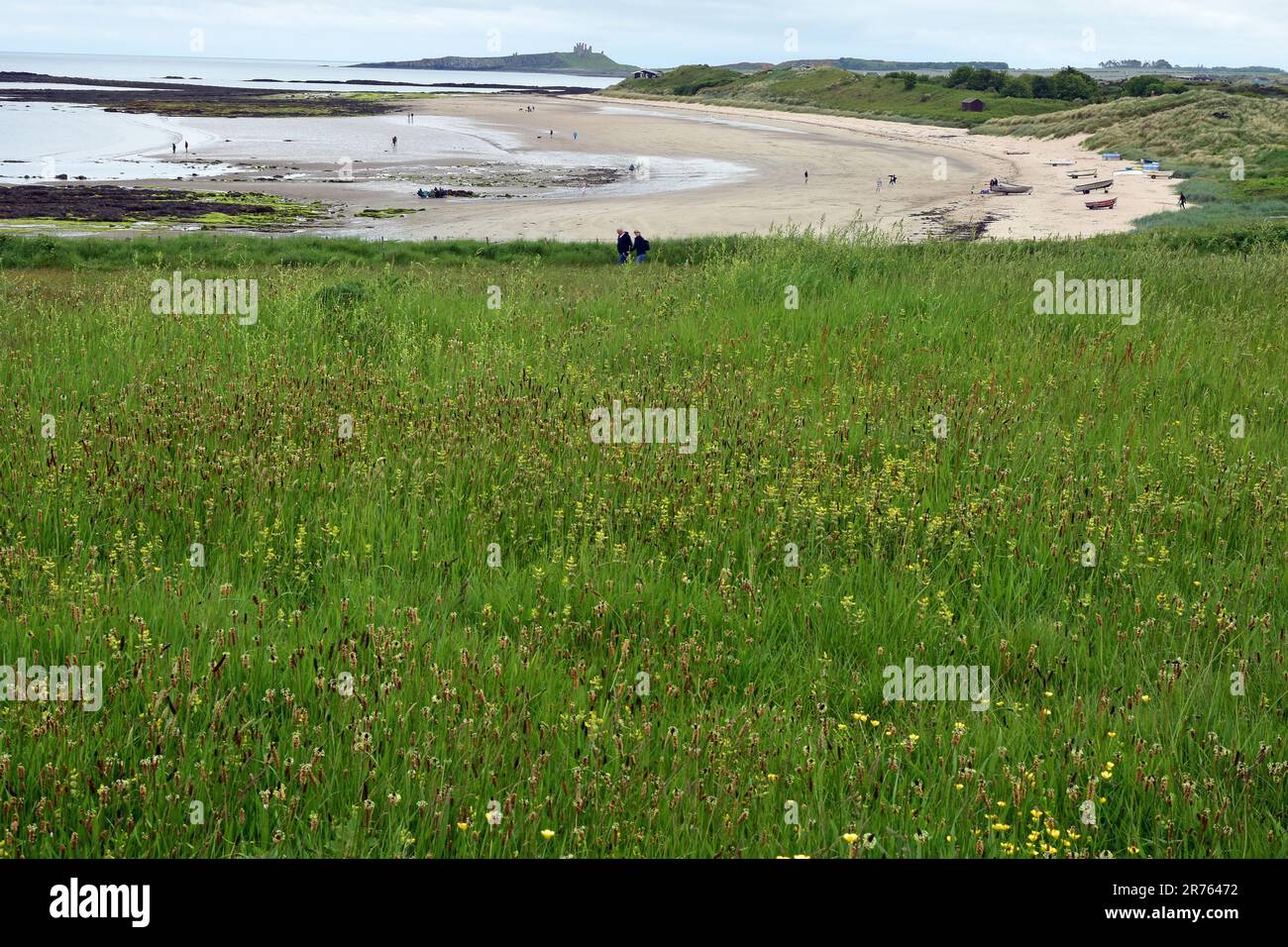 Faible Newton par la mer, fleurs sauvages, Newton Haven, Northumberland Banque D'Images
