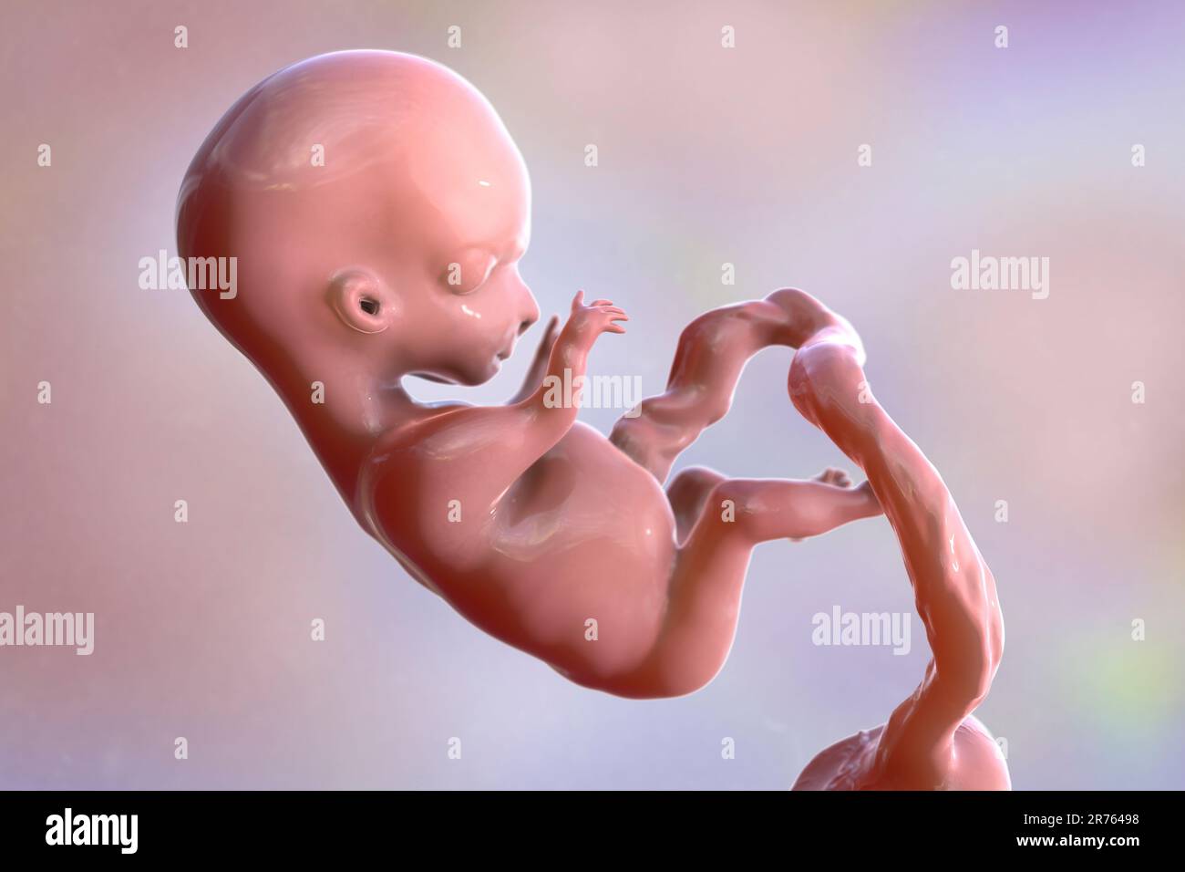 Fœtus humain, illustration informatique. Période foetale précoce, semaine 8 - semaine 16 Banque D'Images