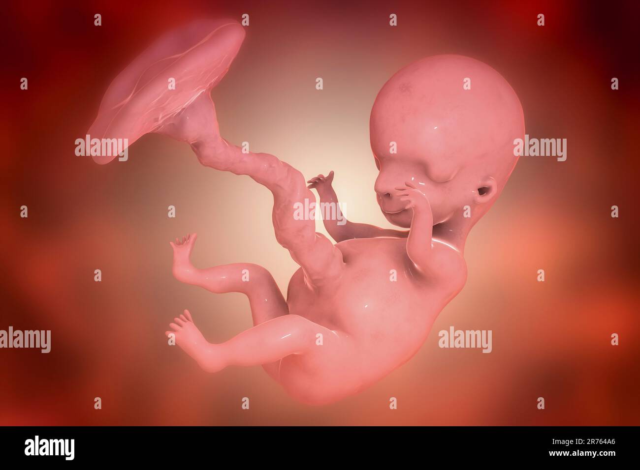Fœtus humain, illustration informatique. Période foetale précoce, semaine 8 - semaine 16 Banque D'Images