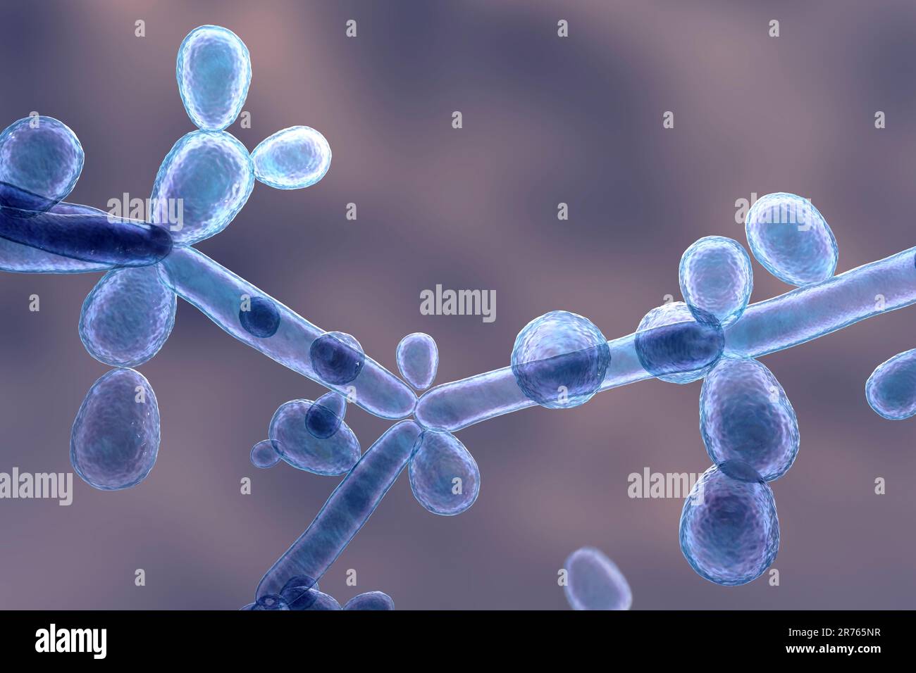 Levures de Candida tropicalis, champignons microscopiques responsables d'infections chez les patients immunodéprimés. Illustration de l'ordinateur montrant des pseudohyphes et des blagues Banque D'Images