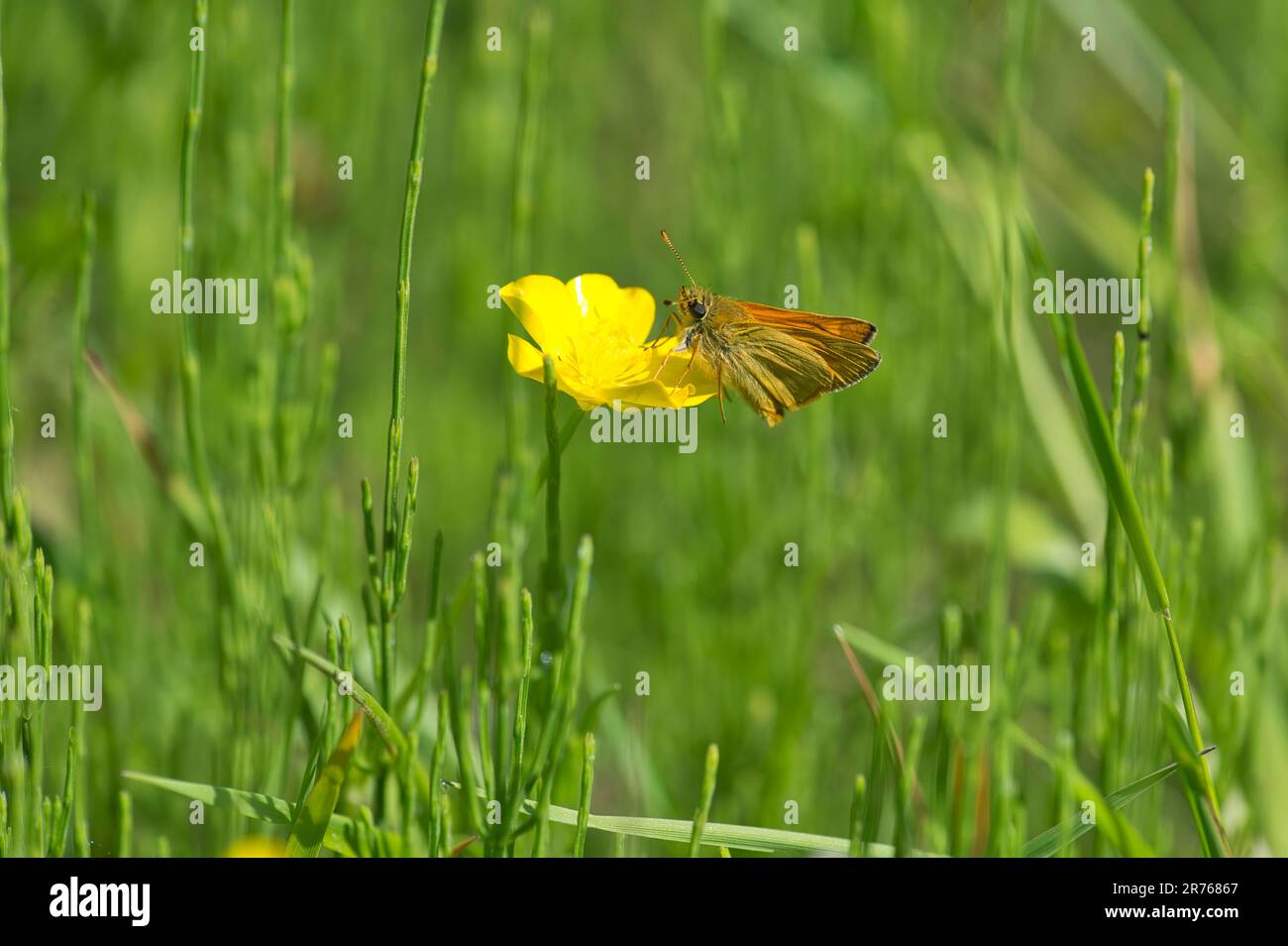 Grand papillon de skipper (Ochlodes venatus) sur une coupe de beurre Banque D'Images
