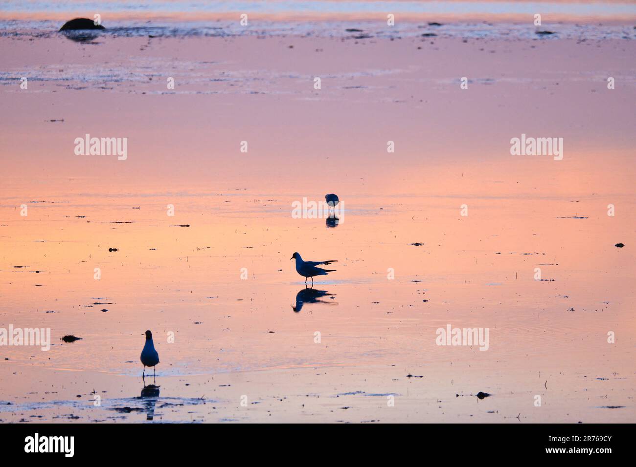 Mouette sur la plage. Le coucher du soleil se reflète dans le sable humide. En arrière-plan, des vagues sont toujours présentes. Marée basse sur la côte de la mer Baltique. Photo paysage Banque D'Images