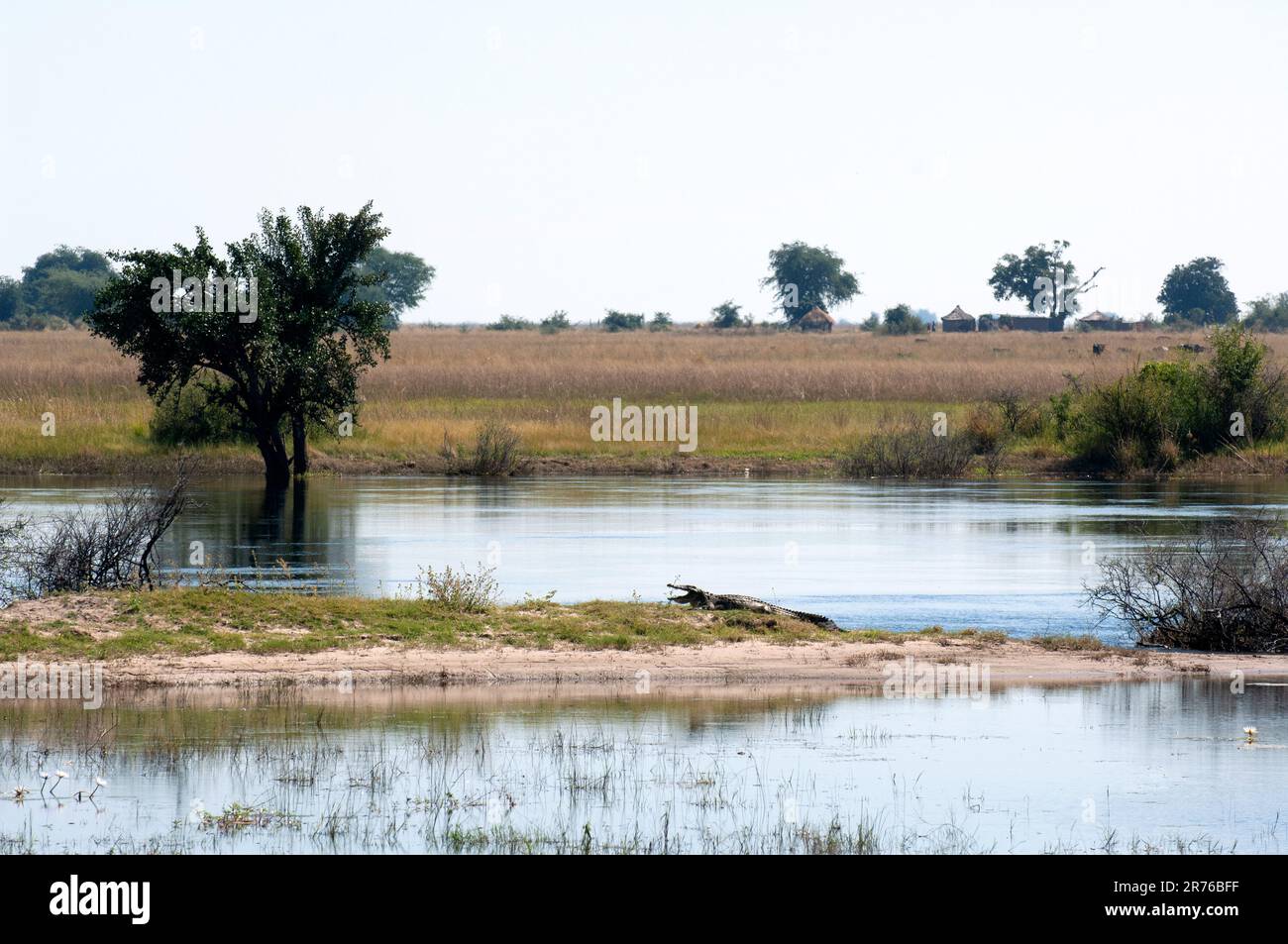 Paysage de la rivière Chobe avec crocodile sur la rive de la boue au milieu de la rivière. Banque D'Images