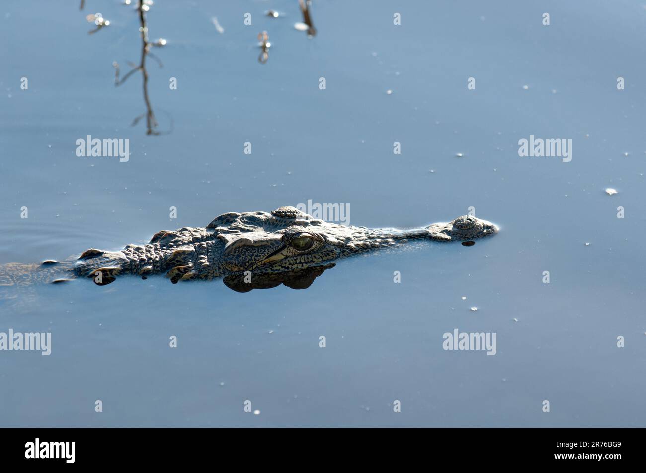 Le crocodile africain (Nil) adopte une position classique d'embuscade, silencieux et toujours avec juste les yeux et les narines au-dessus de l'eau. Rivière Chobe, Botswana Banque D'Images