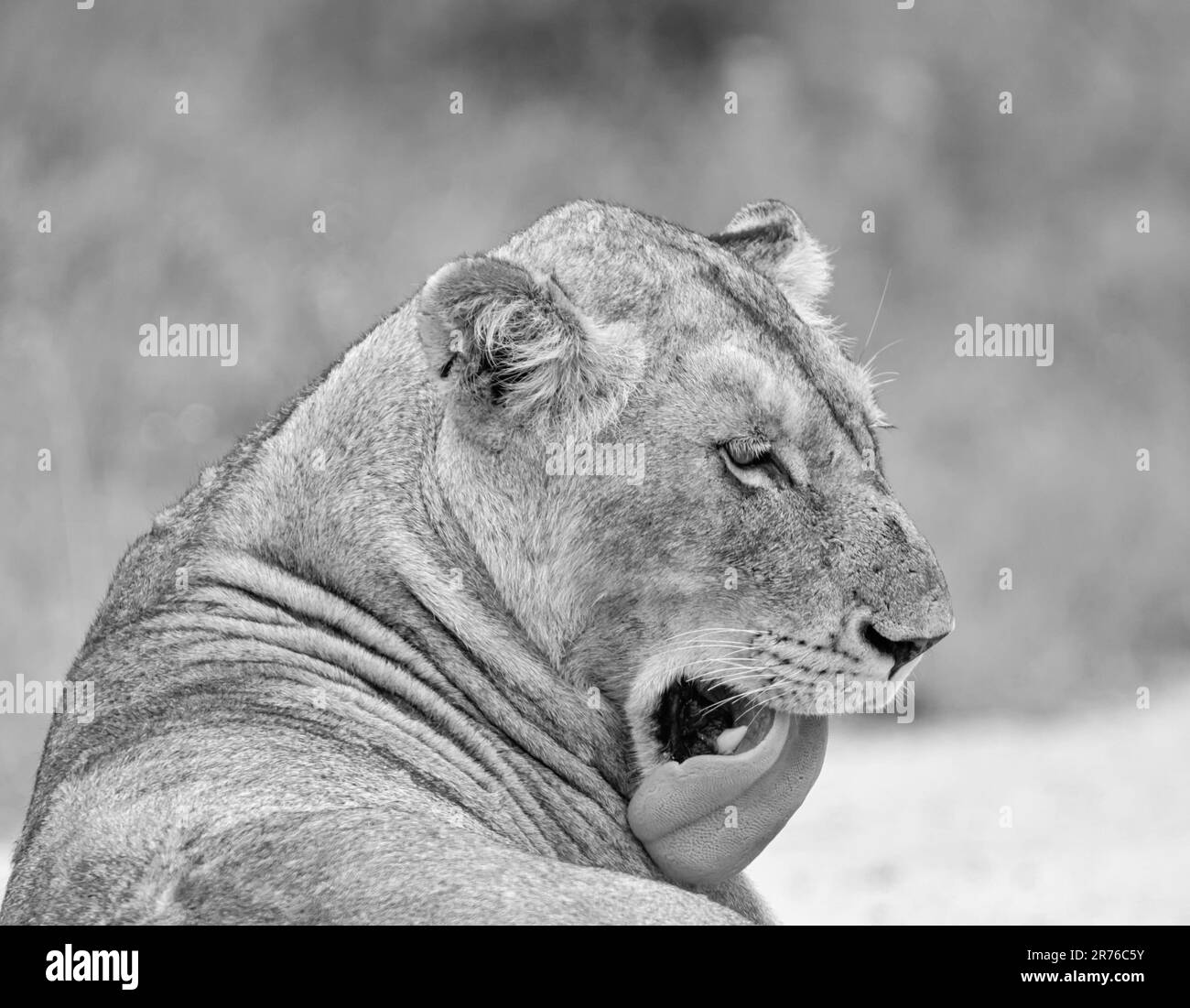 Une femme Lion se toilettant dans la savane d'Afrique australe Banque D'Images