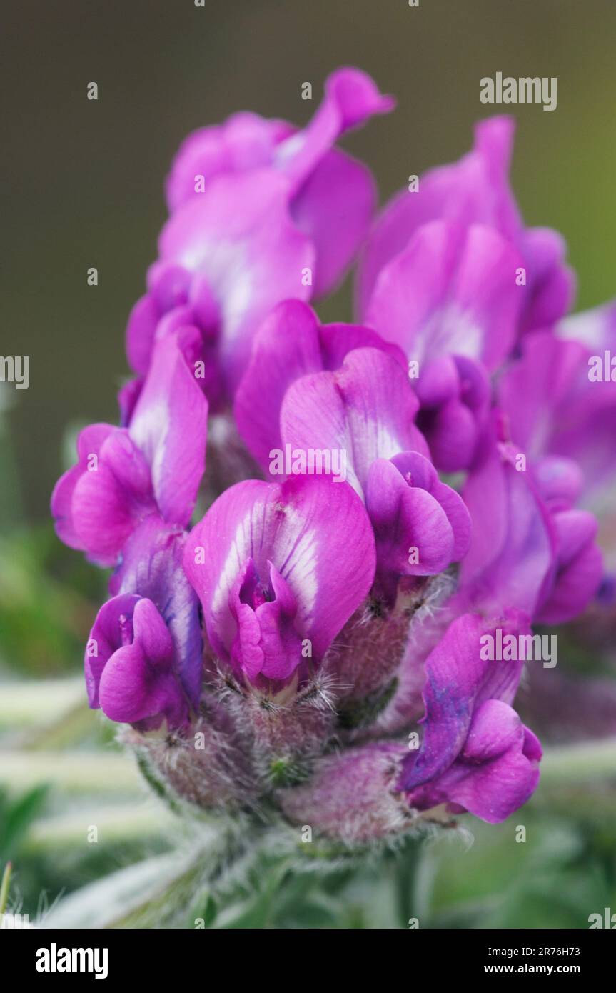 Purple Oxytropis / extraction de lait de montagne (Oxytropis halleri), zone spéciale de conservation d'Invernaver, baie de Torrisdale, North Highlands, Écosse Banque D'Images