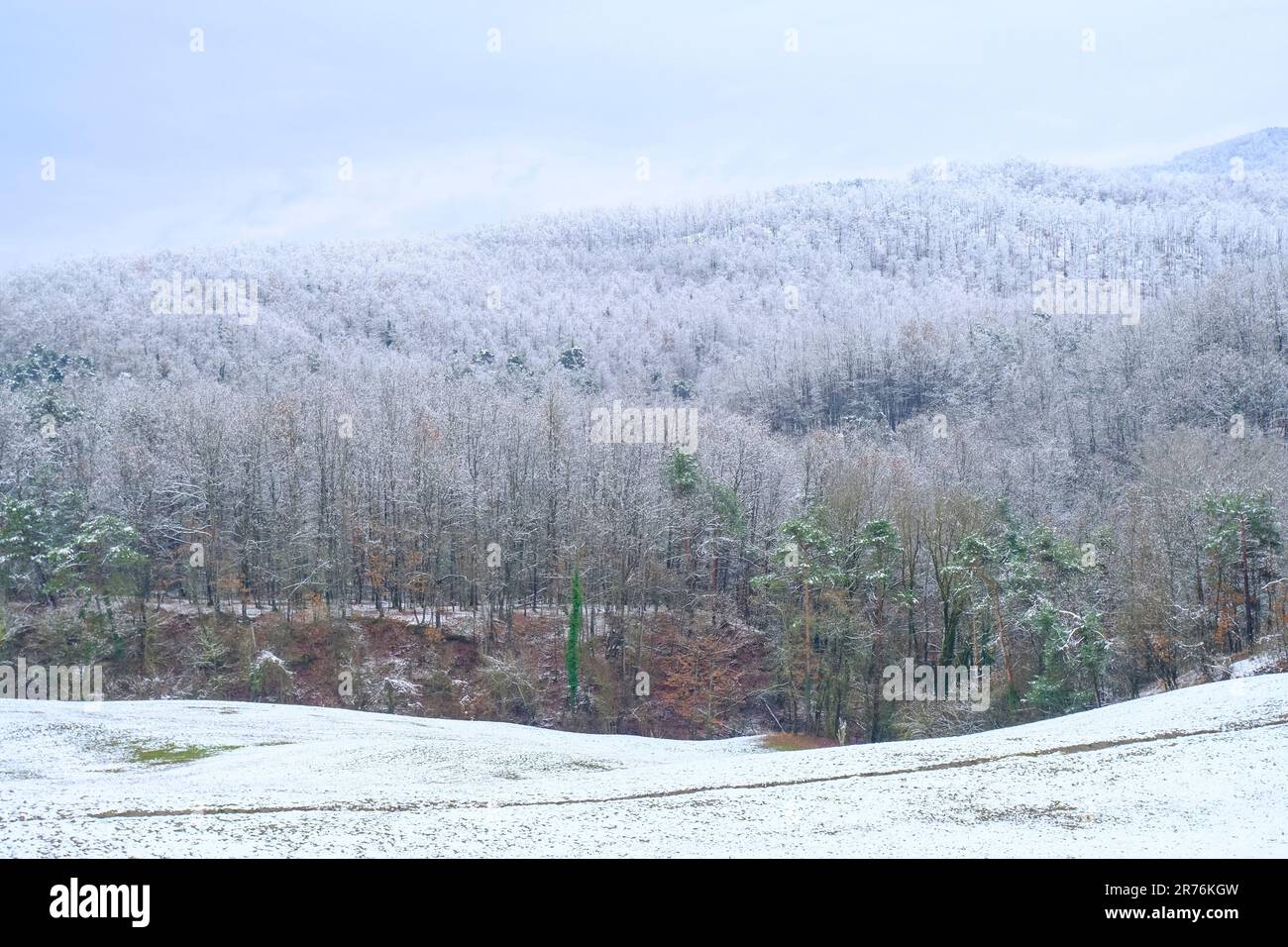 Forêt d'hiver couverte de neige à travers le ciel. Hiver nature. Arrière-plan de la nature. Carte postale de Noël Banque D'Images
