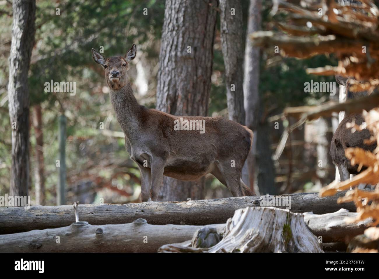 D'en dessous de cerf rouge gracieux avec fourrure brune regardant l'appareil photo tout en se tenant dans les bois contre forêt floue Banque D'Images