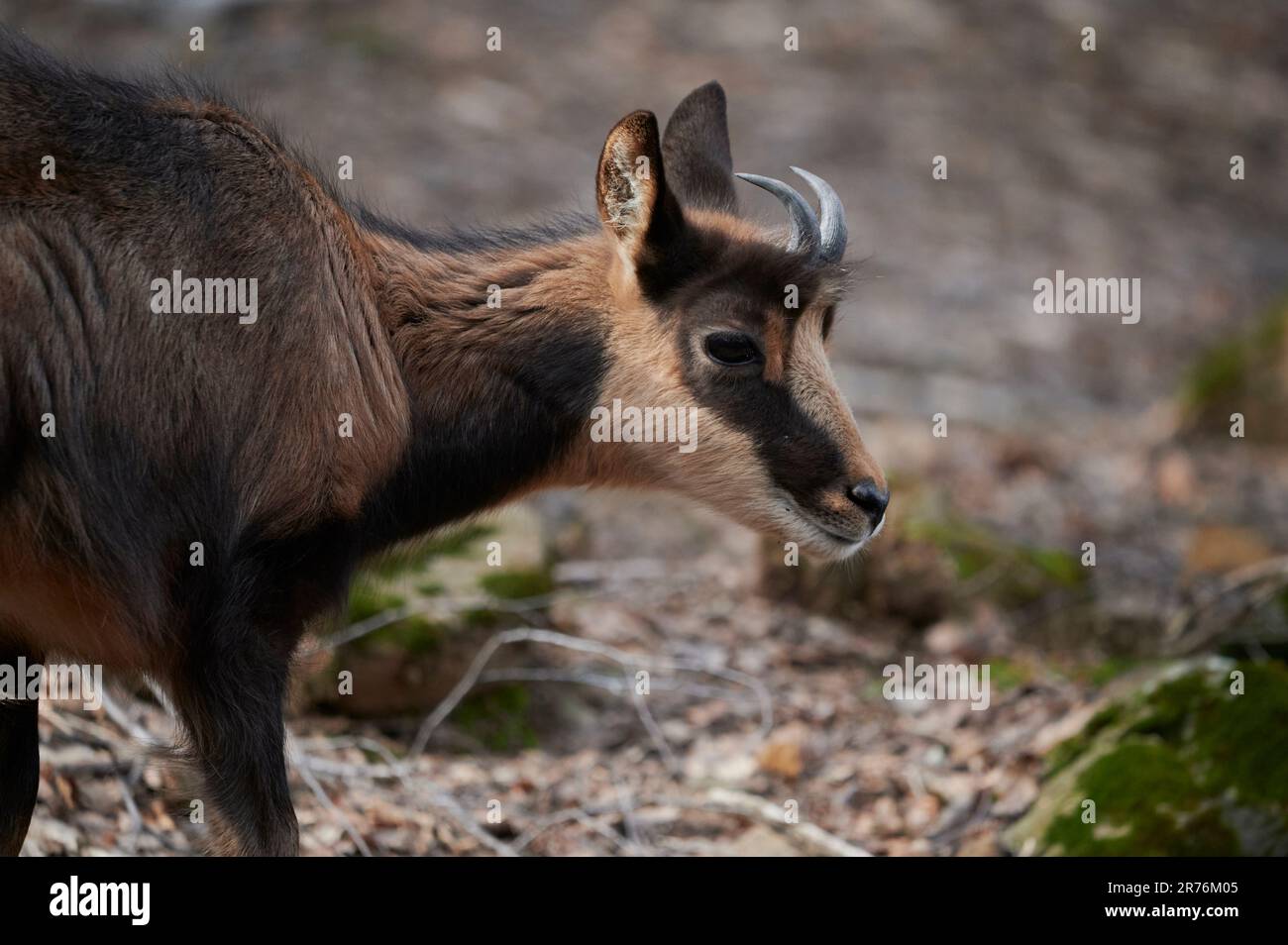 Petite chèvre sauvage de chamois douce avec de petites cornes paissant dans la nature sur un fond flou Banque D'Images