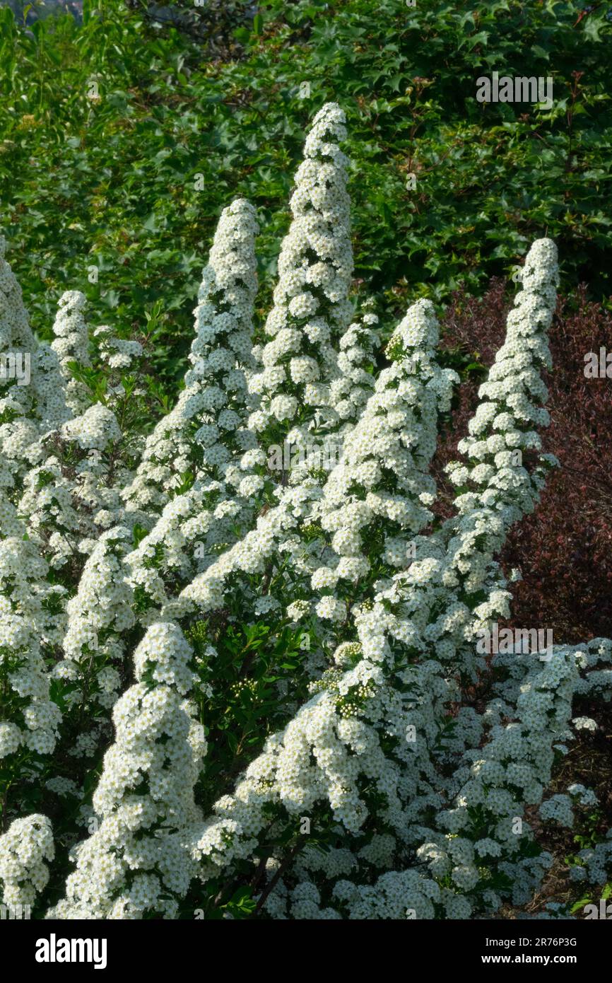 Blanc, Spiraea nipponica 'Tosaensis', floraison, arbuste, floraison, Jardin, à feuilles caduques, plante Banque D'Images