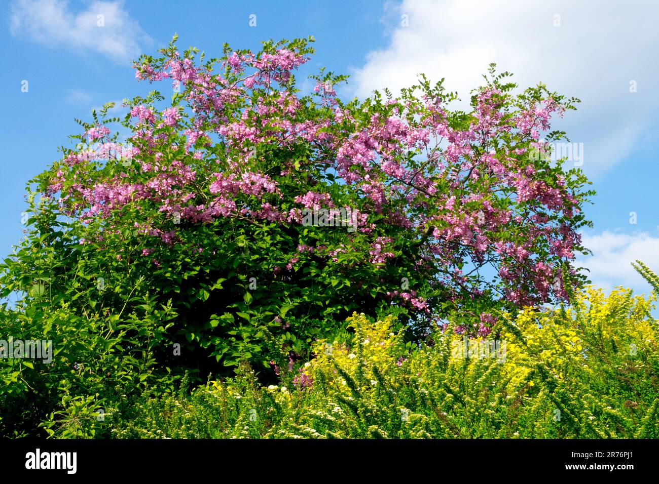 Floraison, sauterelle noire, Robinia pseudoacacia 'Casque Rouge', rose, jaune, jardin Robinia 'Casque Rouge' Banque D'Images