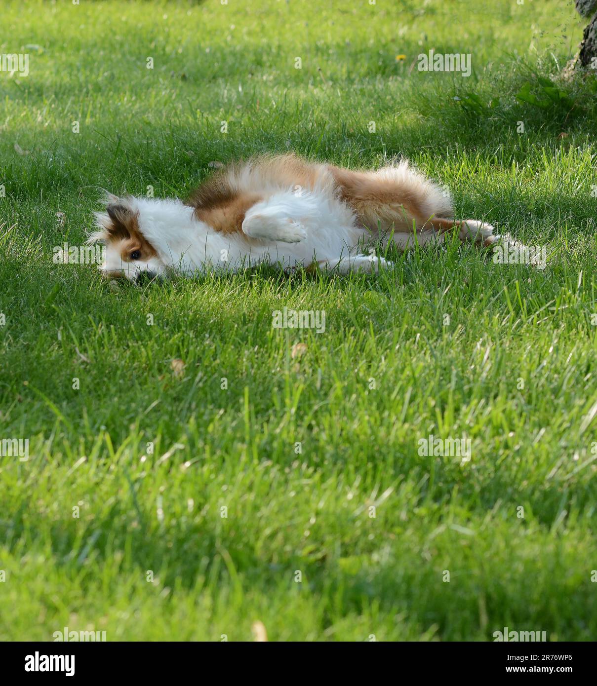 Magnifique chien de berger Shetland se relaxant sous un arbre ombragé lors d'une journée d'été. Poser et regarder la caméra. Sable/acajou, couleur des cheveux longs. Mignon. Banque D'Images