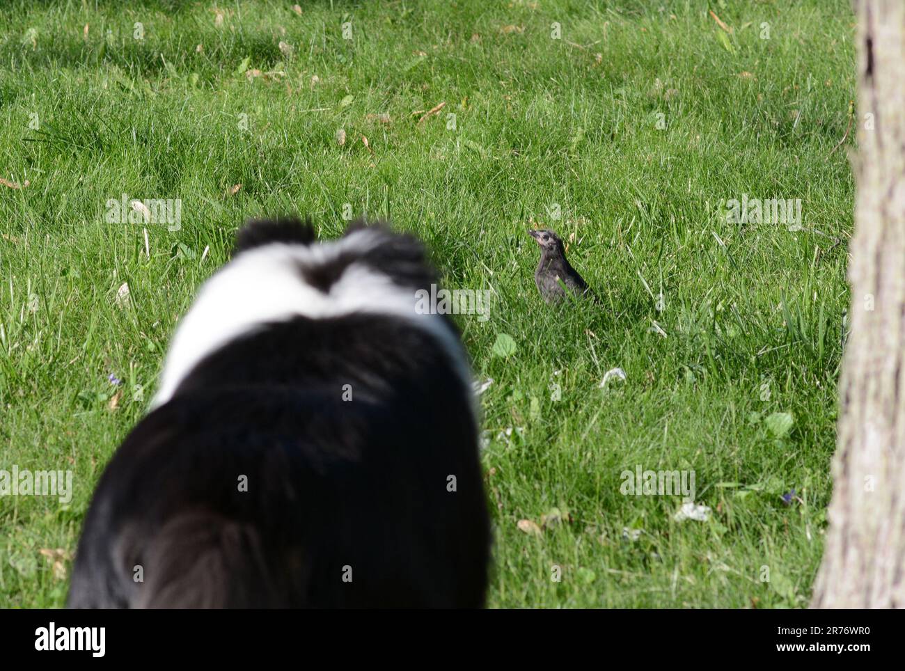 Grand chien pourchassant un jeune oiseau dans l'herbe. Banque D'Images