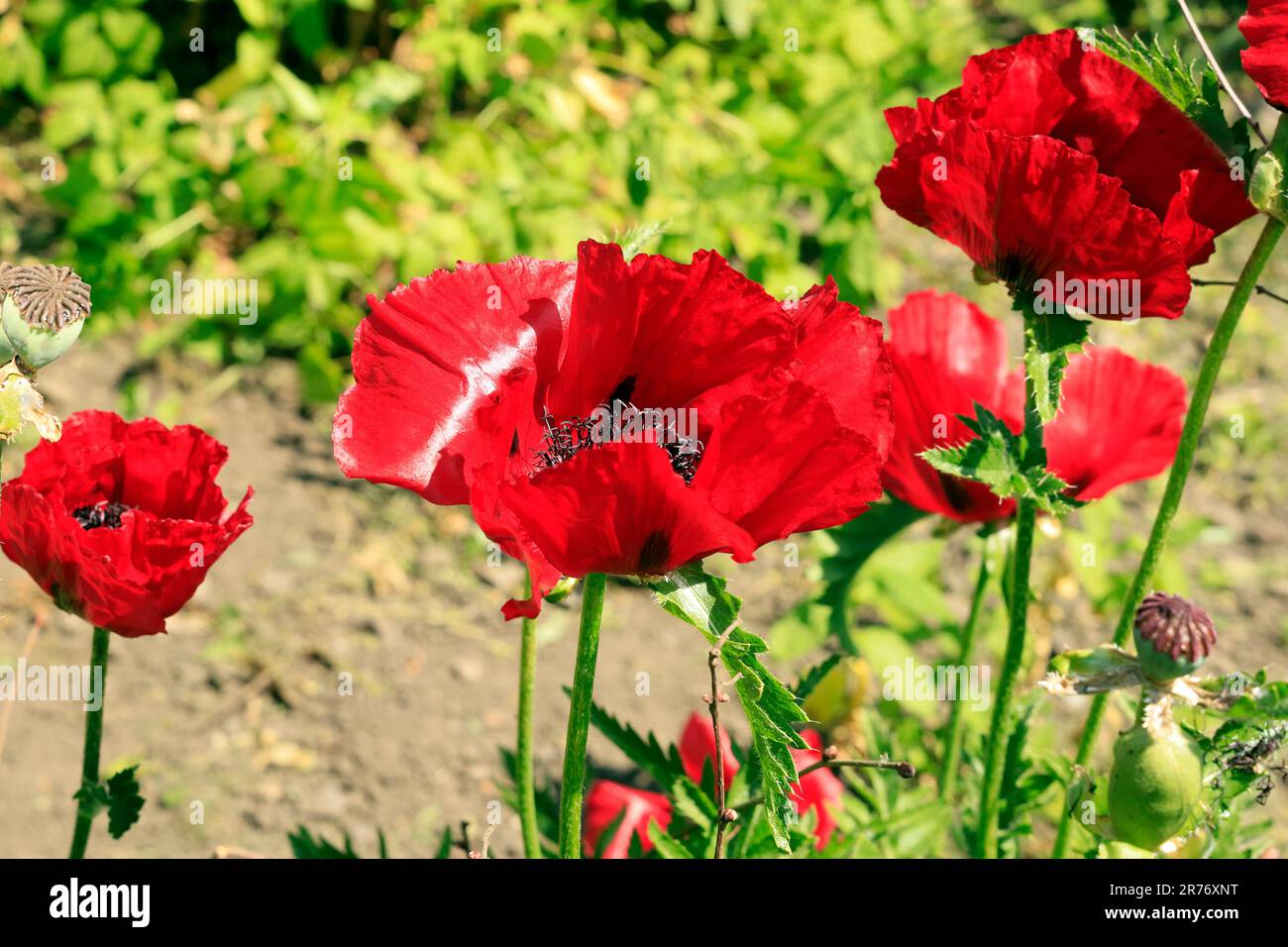 Coquelicots rouges, papaver rhoeas, Cardiff. Juin 2023. Été Banque D'Images