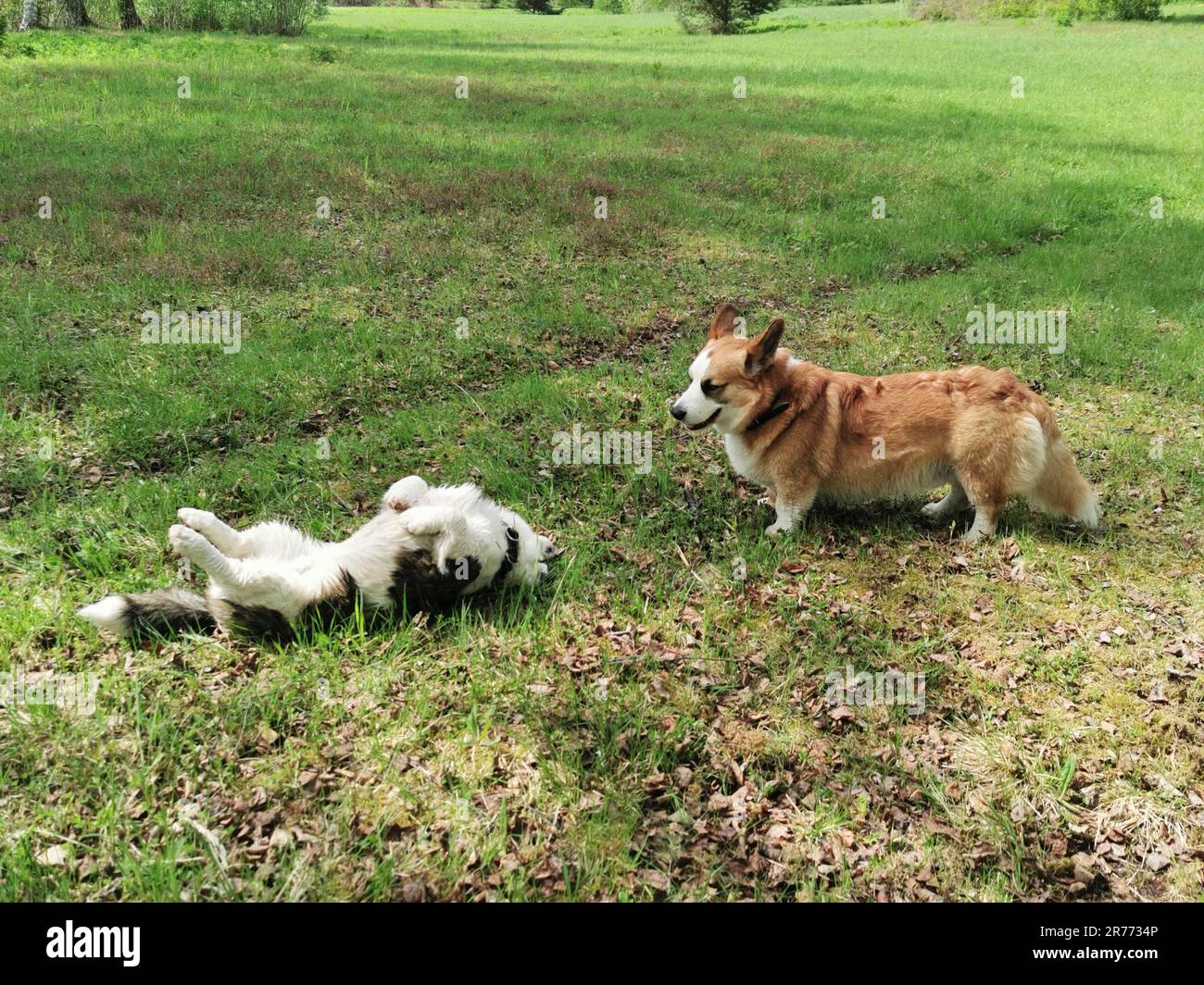 Gilet gallois en corgi dans l'herbe Banque D'Images