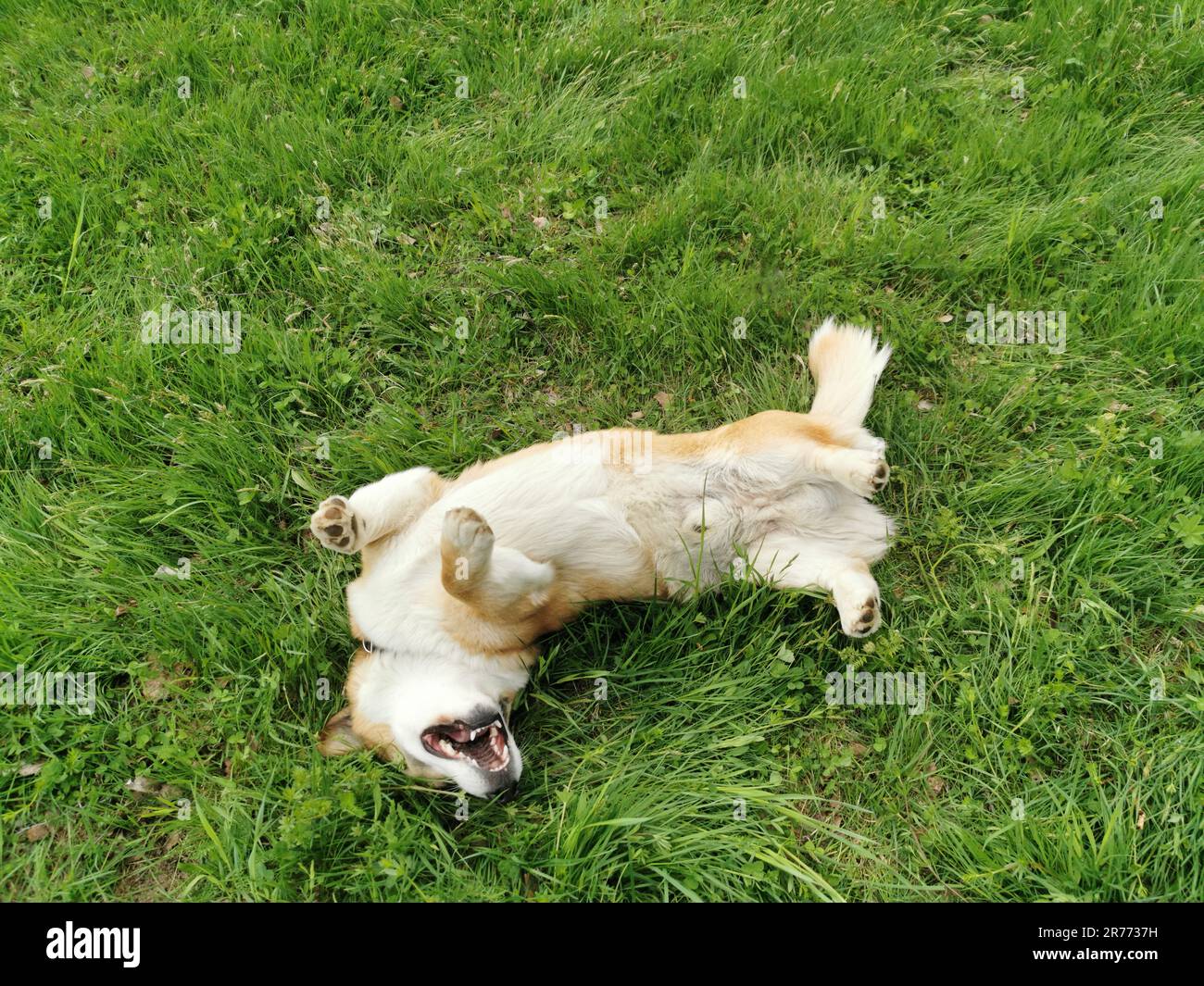 Gilet gallois en corgi Banque D'Images