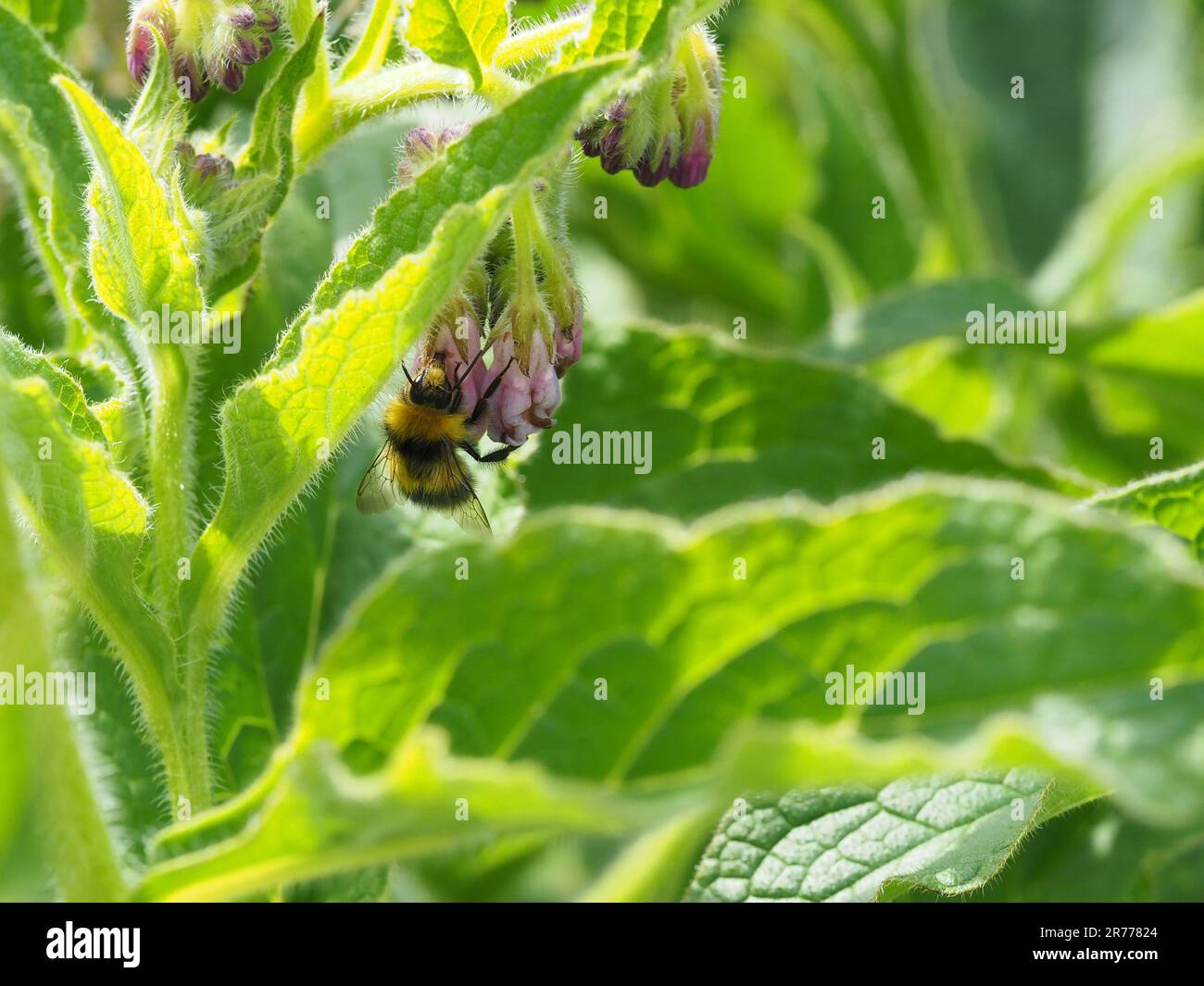 Abeille Bumble précoce, Bombus pratorum, nectar dérobant des fleurs d'une plante de comfrey. Banque D'Images