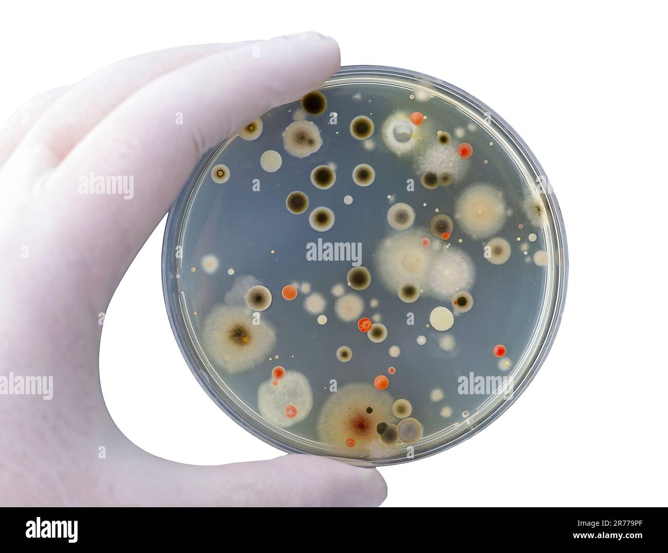 Colonies De Diff rentes Bact ries Et Champignons Moisissures Cultiv s 