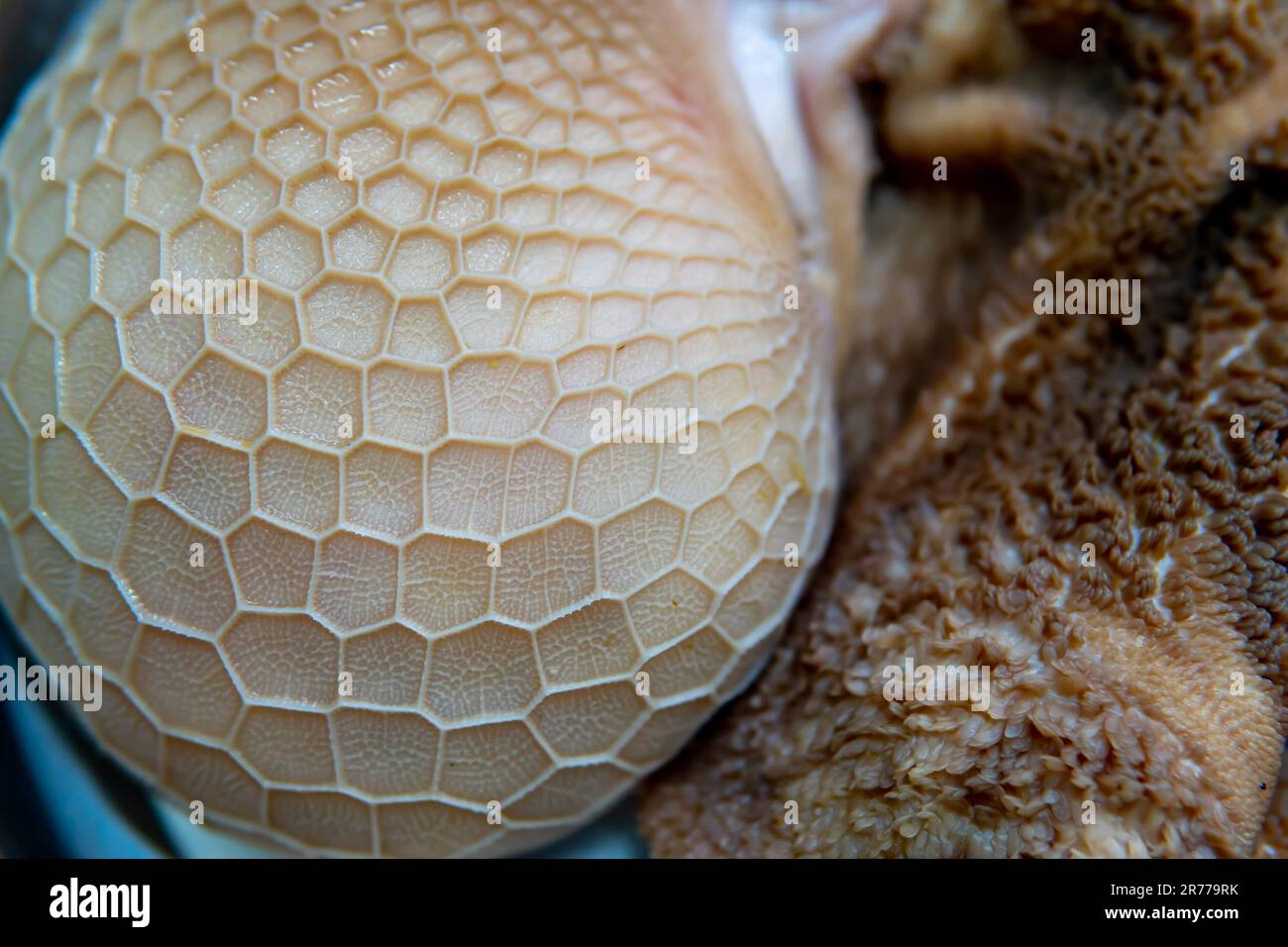 Un gros plan de la tripe ou de l'estomac d'un animal de ferme, souvent connu sous le nom de chèvre, est montré sur une assiette. Banque D'Images